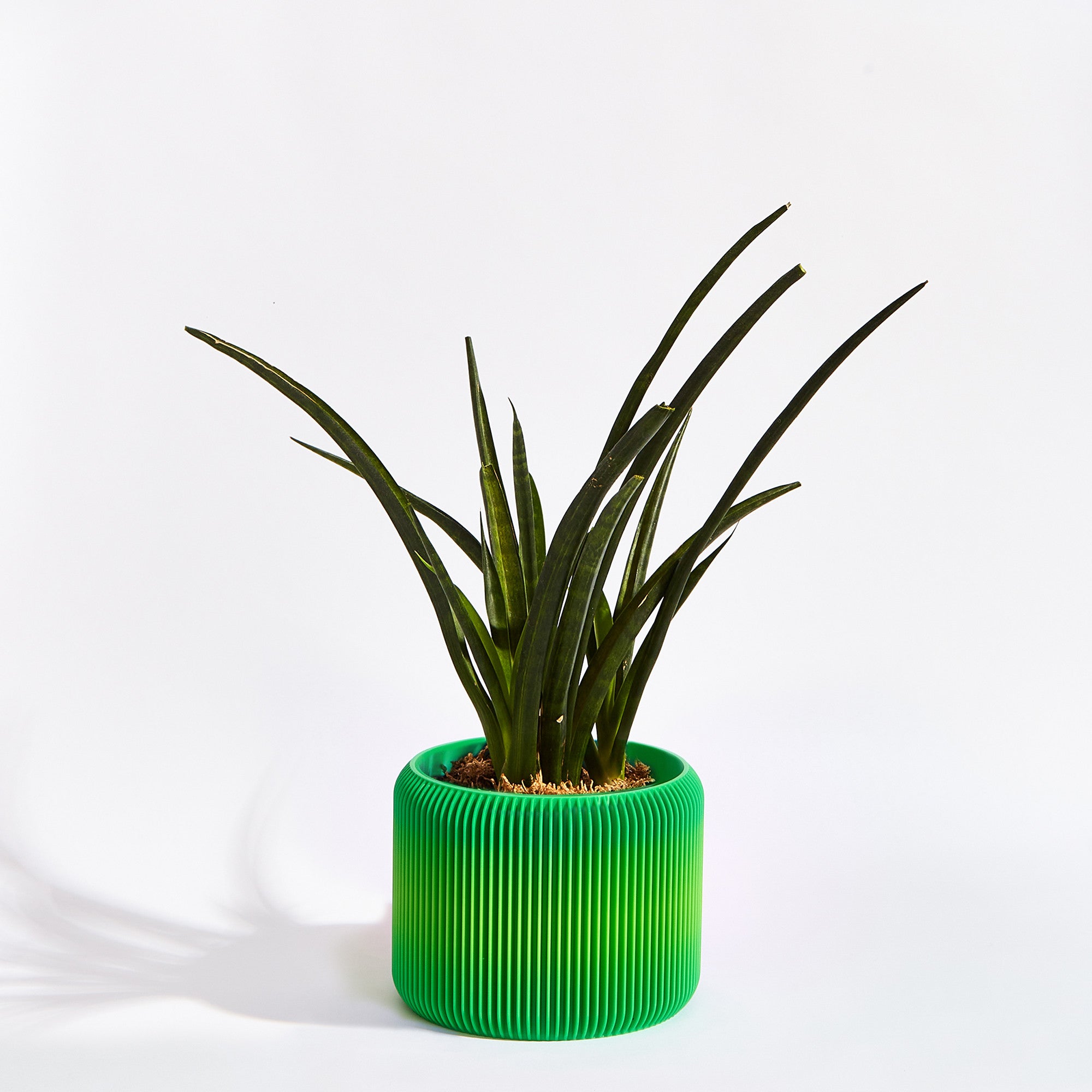 Turbin Plant Pot - Lime Green