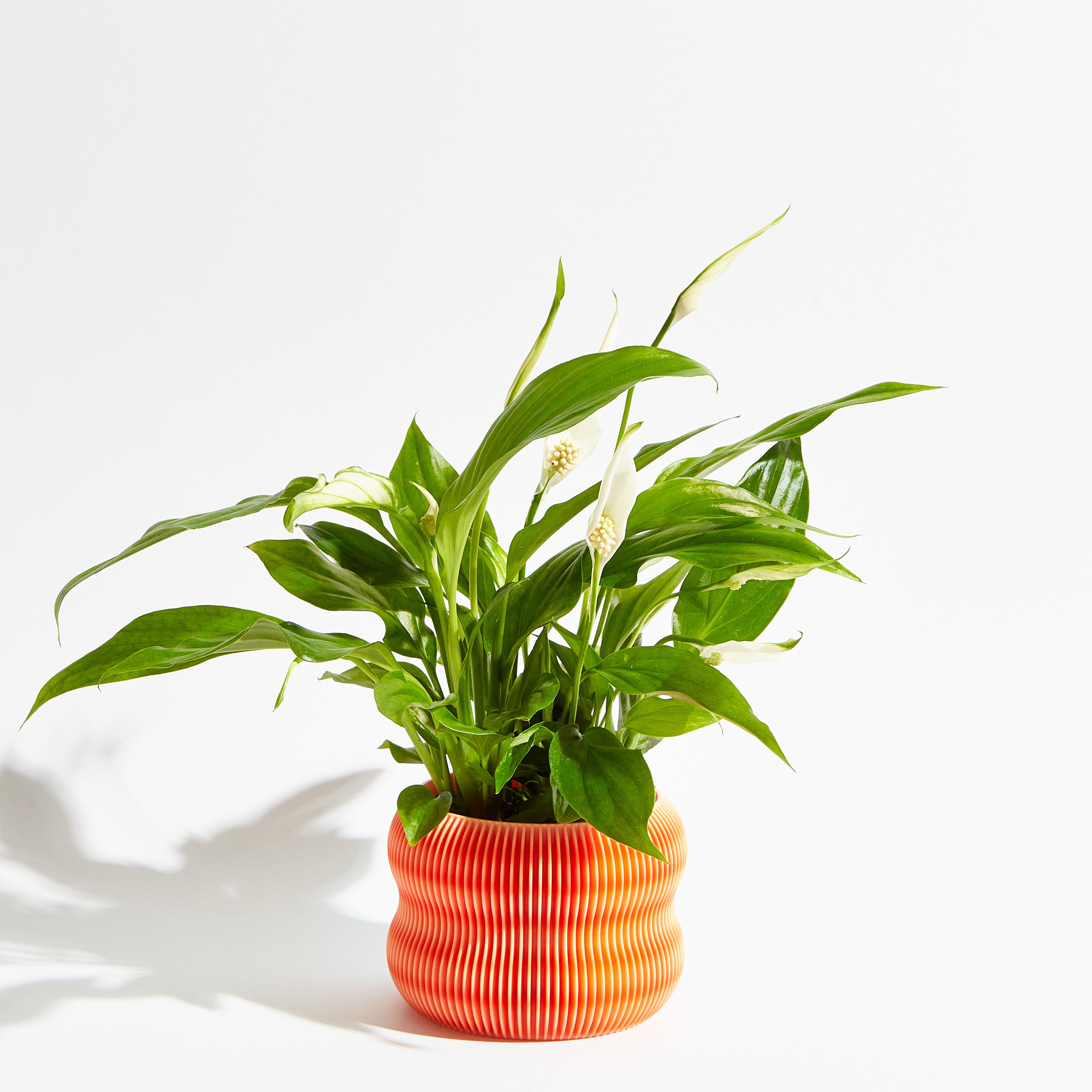 Bubble pot - Coral orange