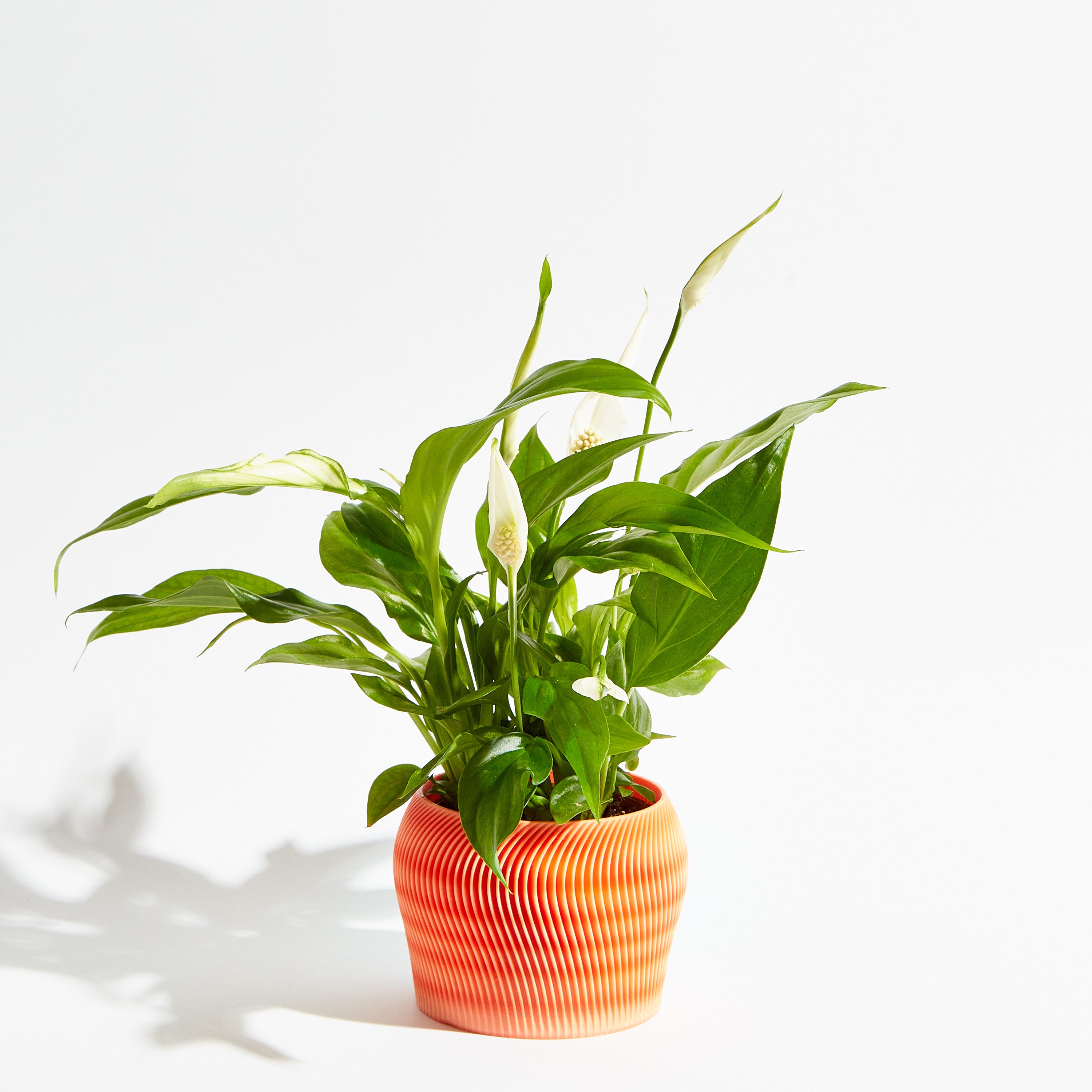 Orbital pot - Coral orange