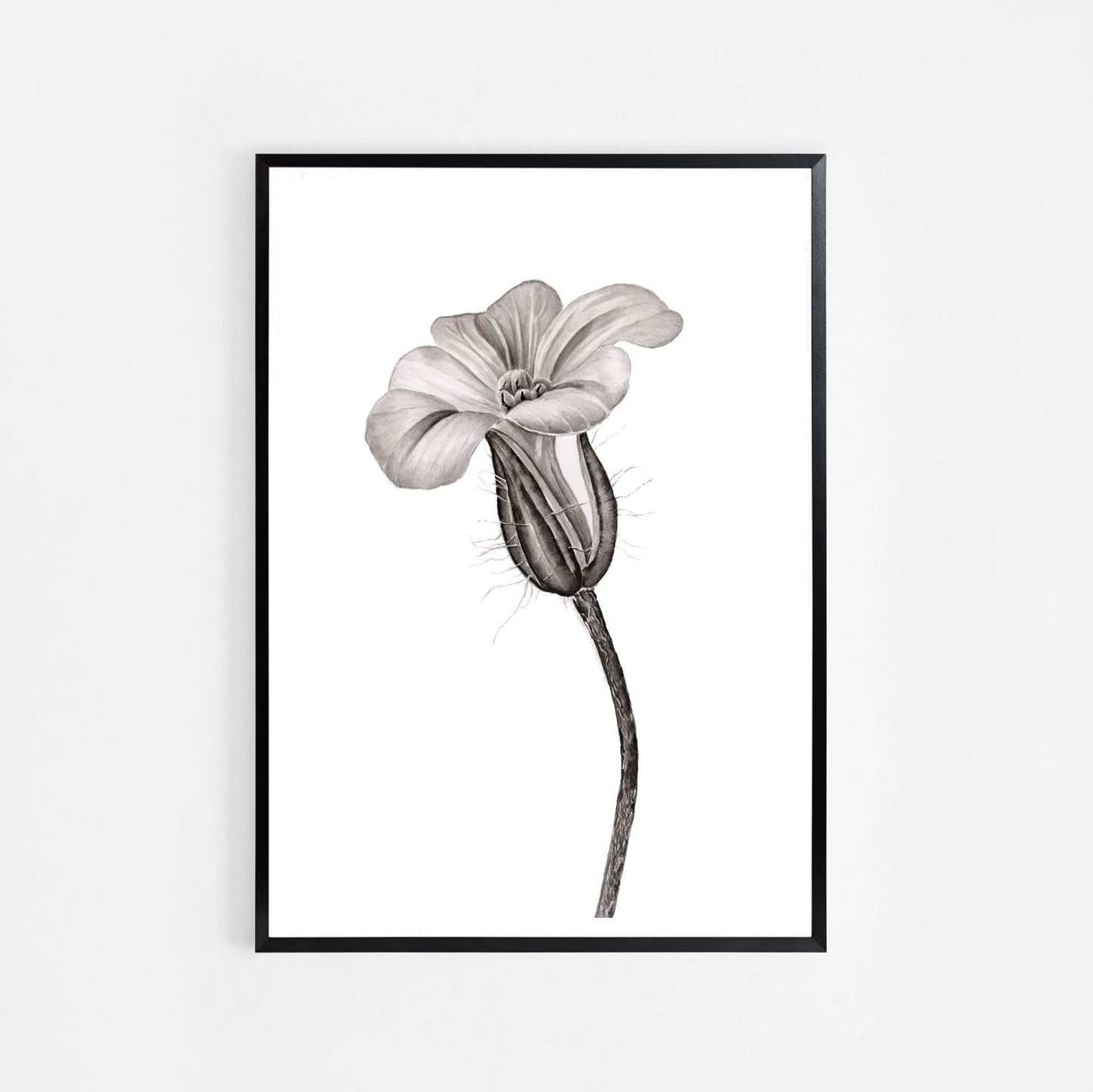 Herb Robert Botanical Ink Illustration