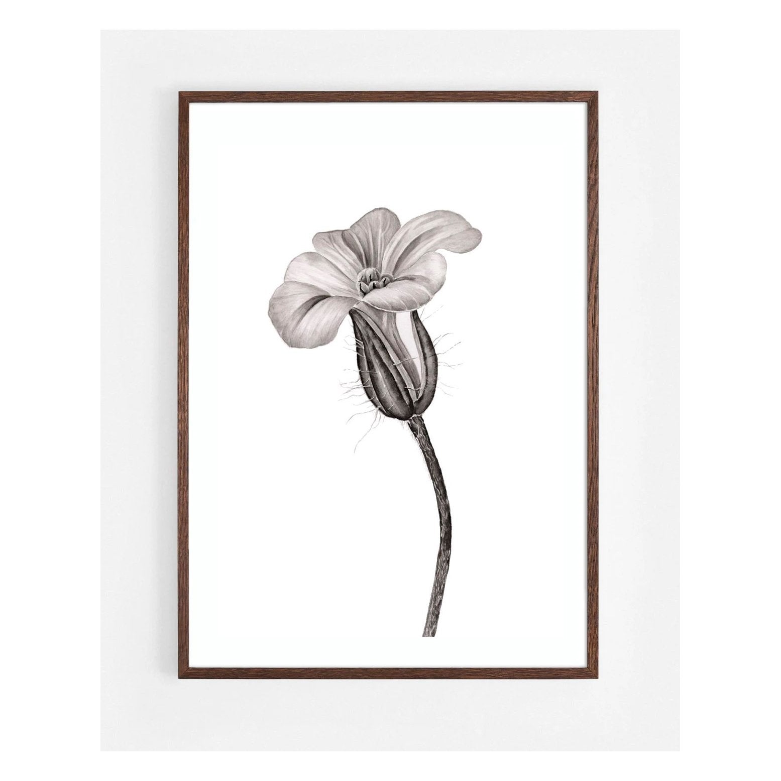 HERB ROBERT BOTANICAL IN INK