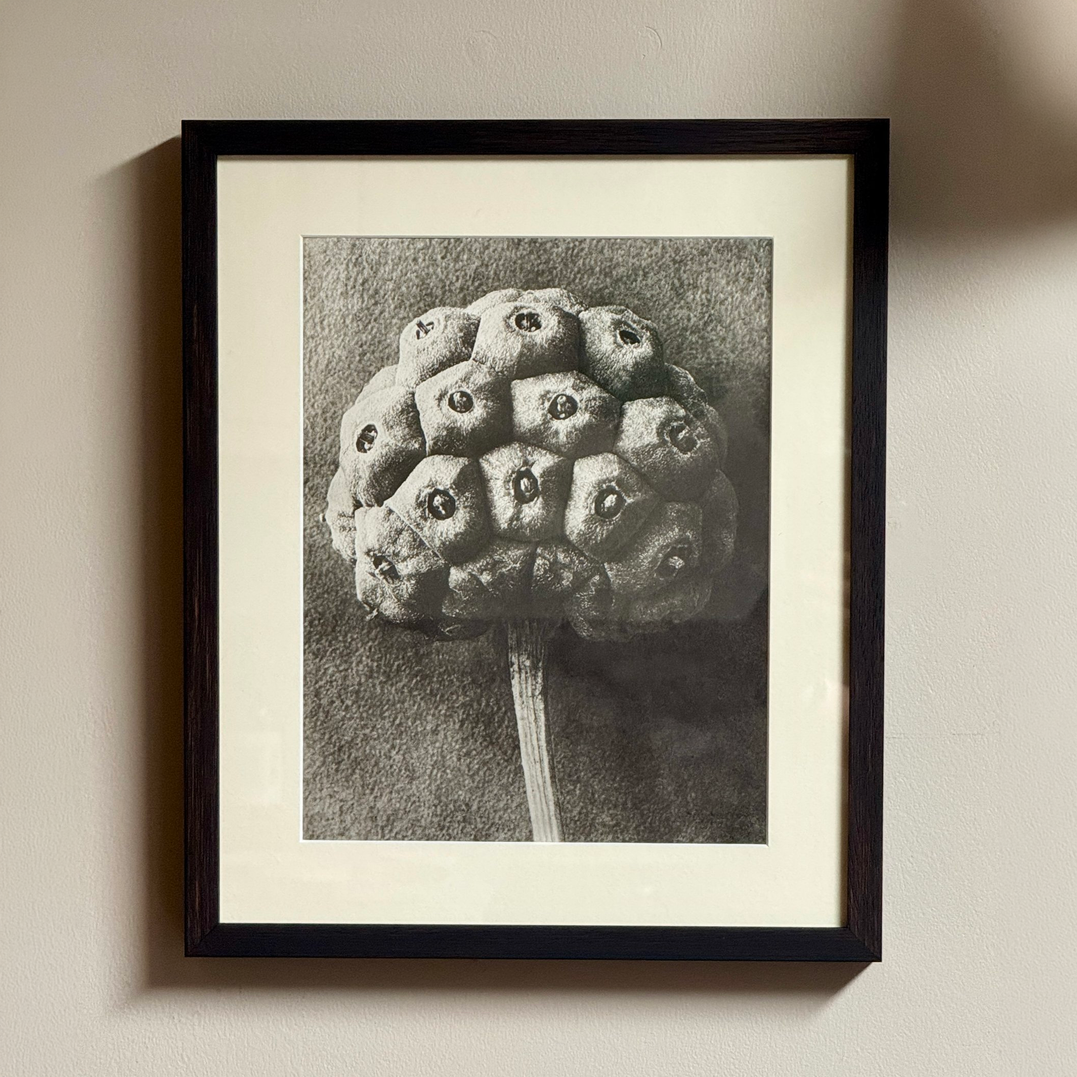 Karl Blossfeldt: Dogwood Photogravure