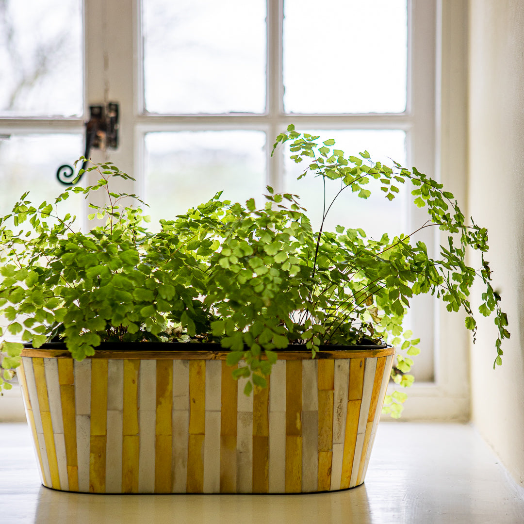 Oblong Inlay Planter | Large | Yellow | Striped