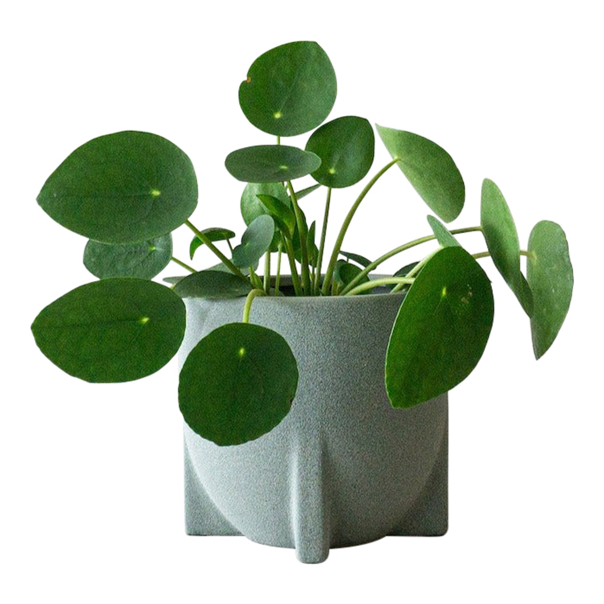 Chinese Money Plant - Small