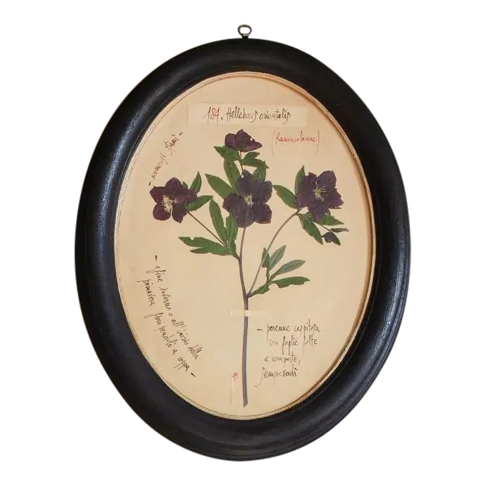 Framed Oval Hellebore Pressed Flower Print