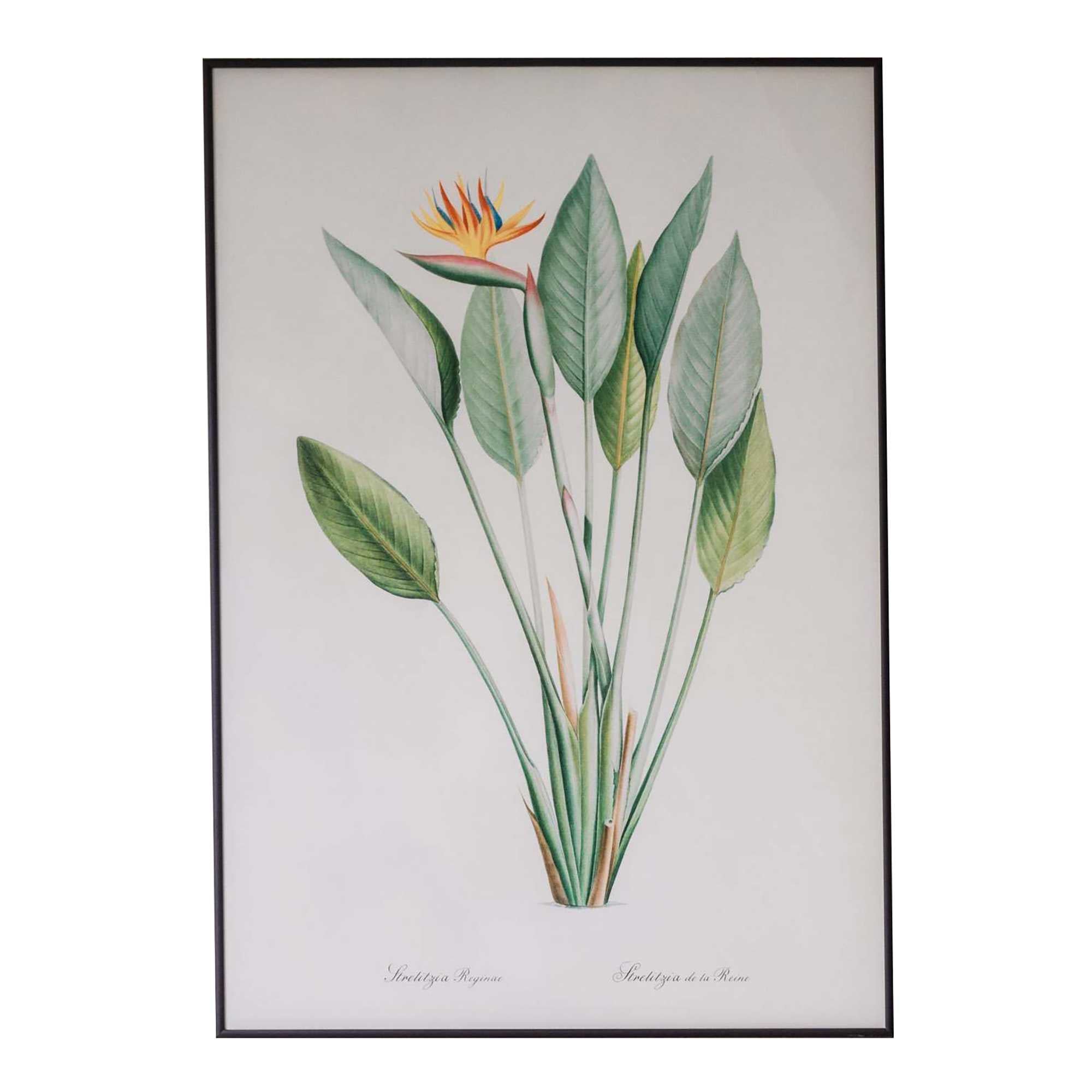 Large Framed Crane Flower Print
