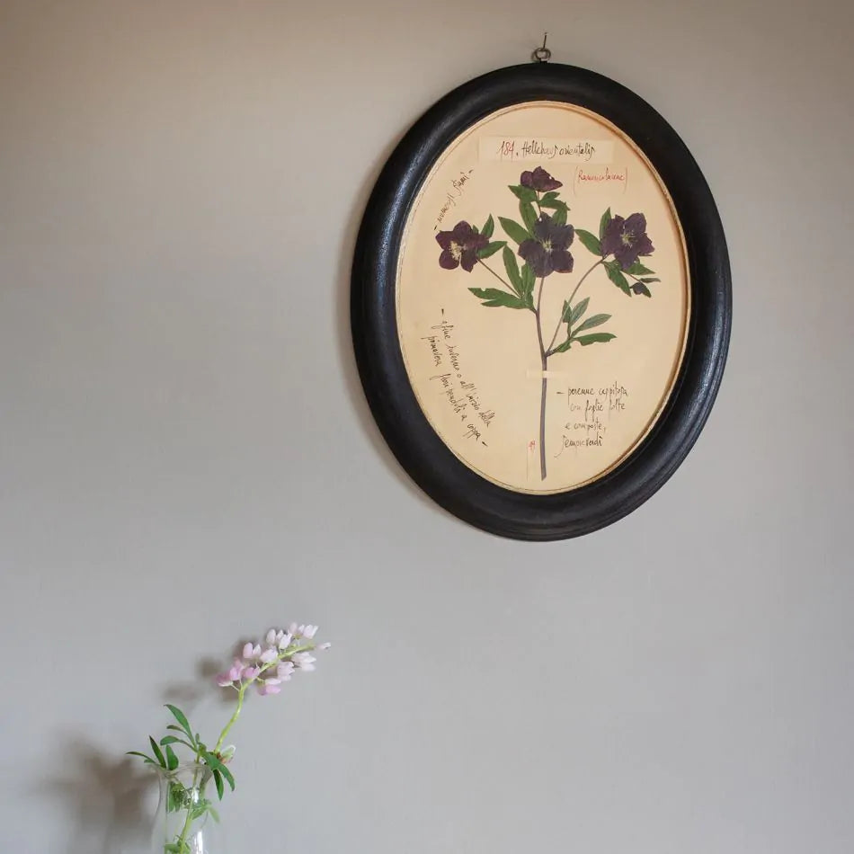 Framed Oval Hellebore Pressed Flower Print