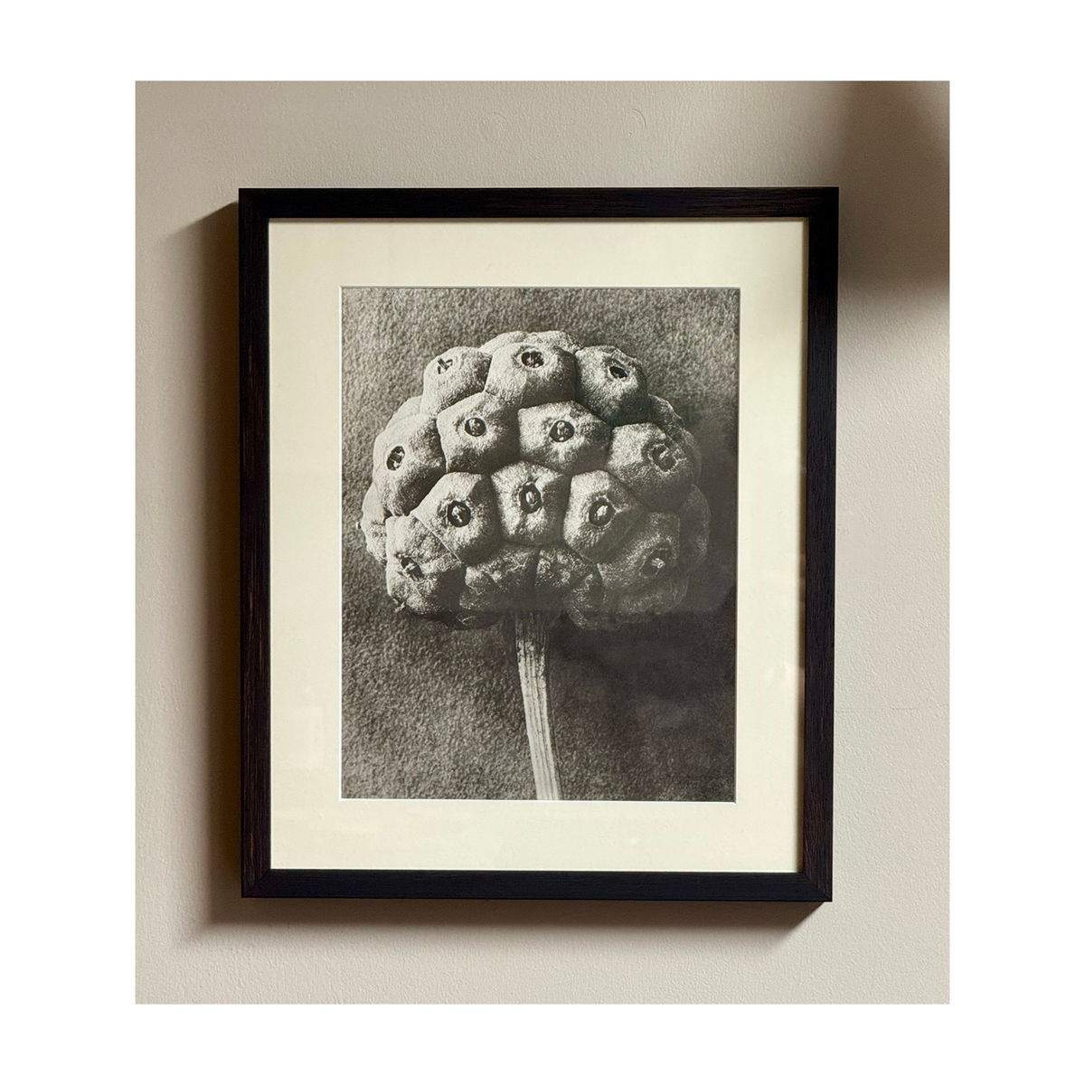 KARL BLOSSFELDT: DOGWOOD