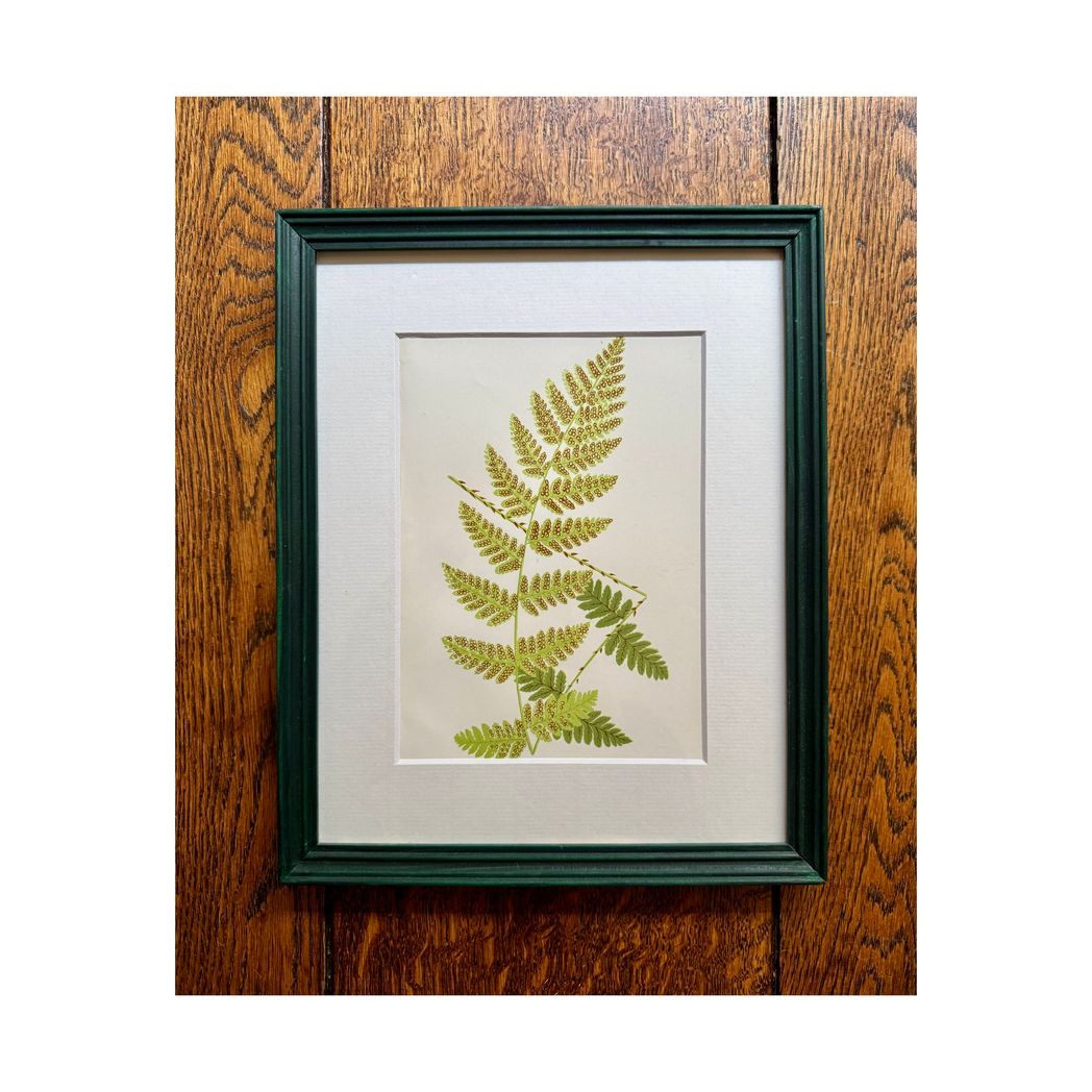 BOTANICAL FERNS