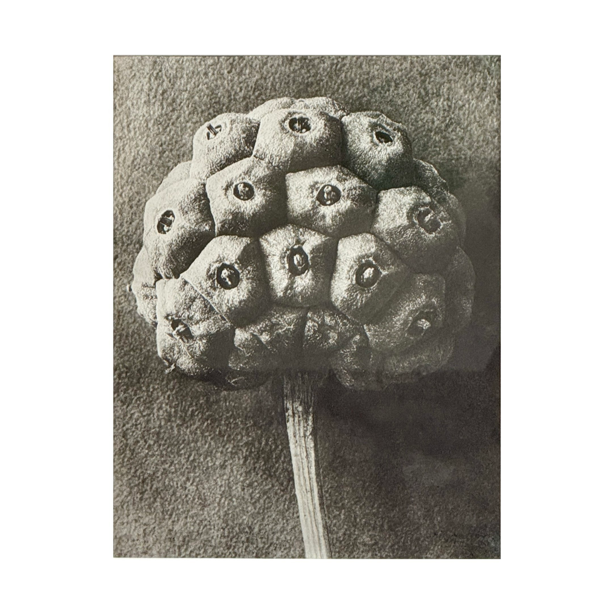 KARL BLOSSFELDT: DOGWOOD