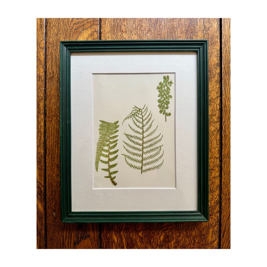BOTANICAL FERNS