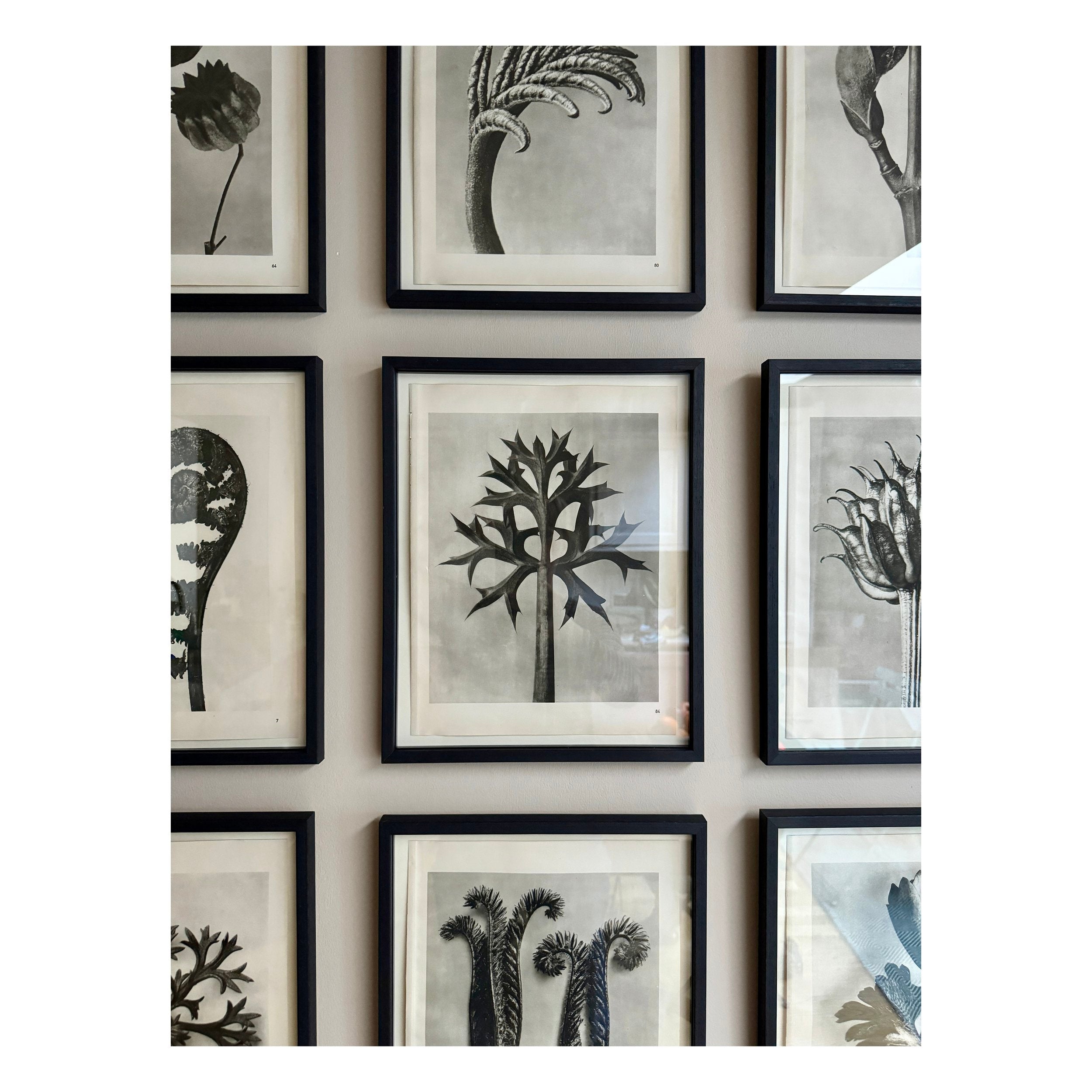 KARL BLOSSFELDT: ERYNGO