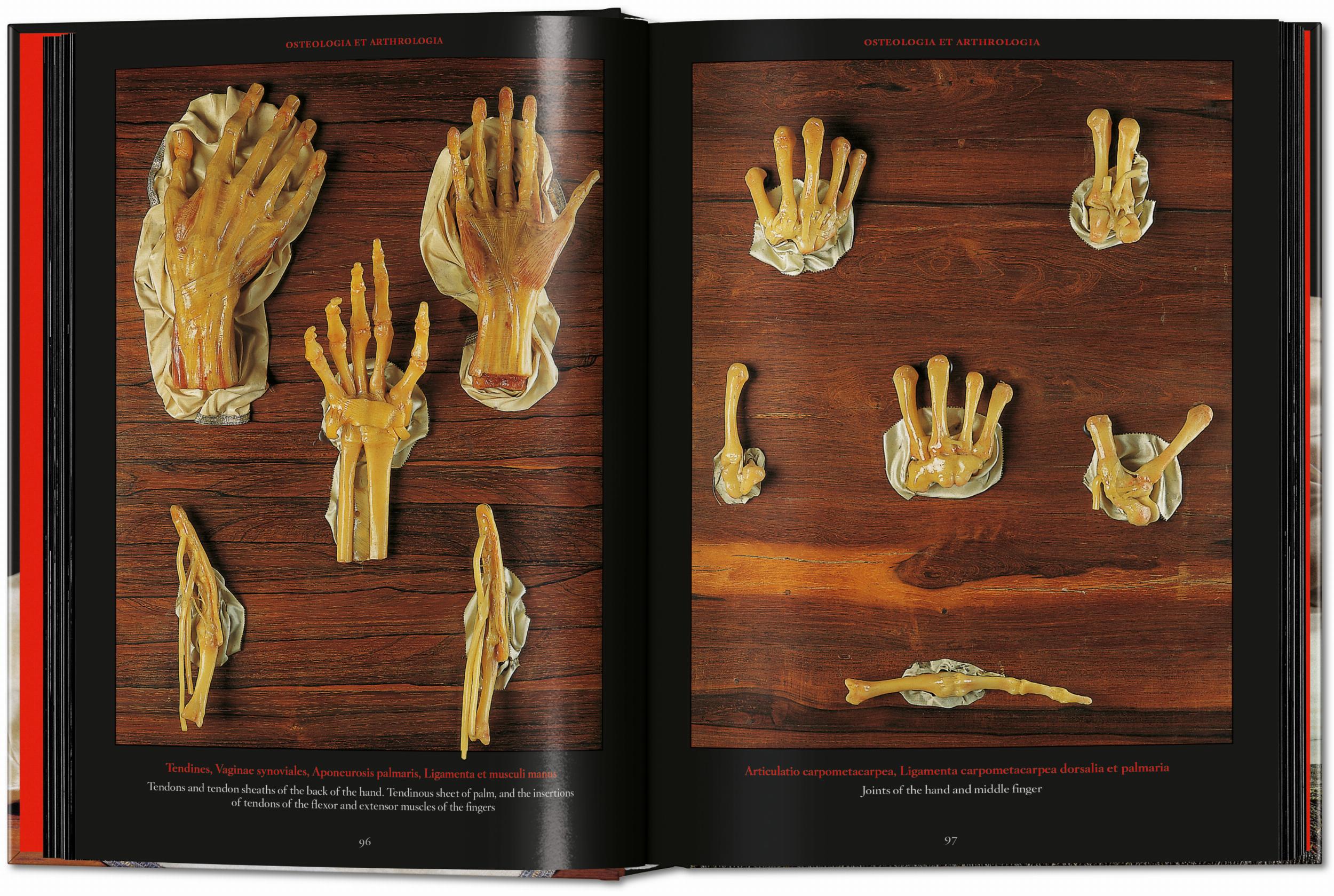 Anatomical Waxes. 45th Ed. (German, French, English)