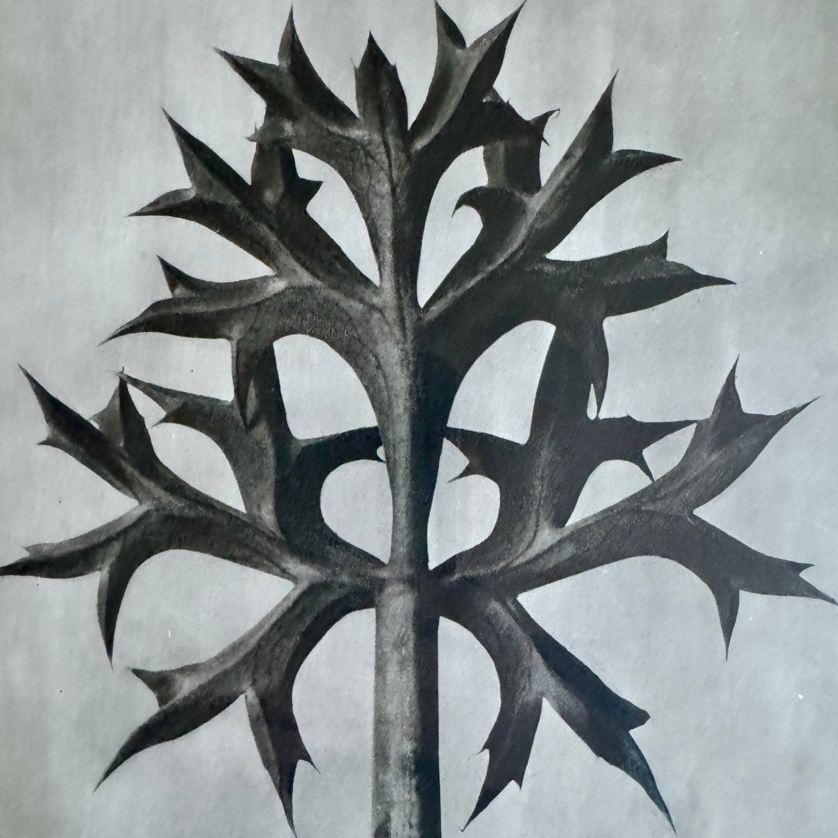 Eryngo Photogravure by Karl Blossfeldt