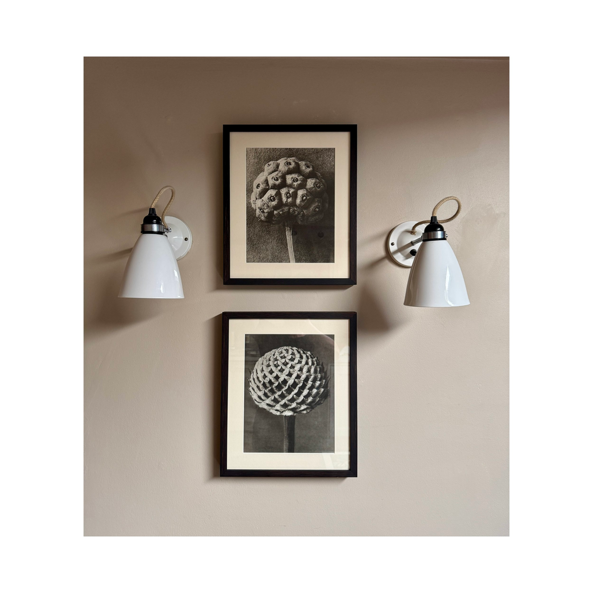 KARL BLOSSFELDT: DOGWOOD