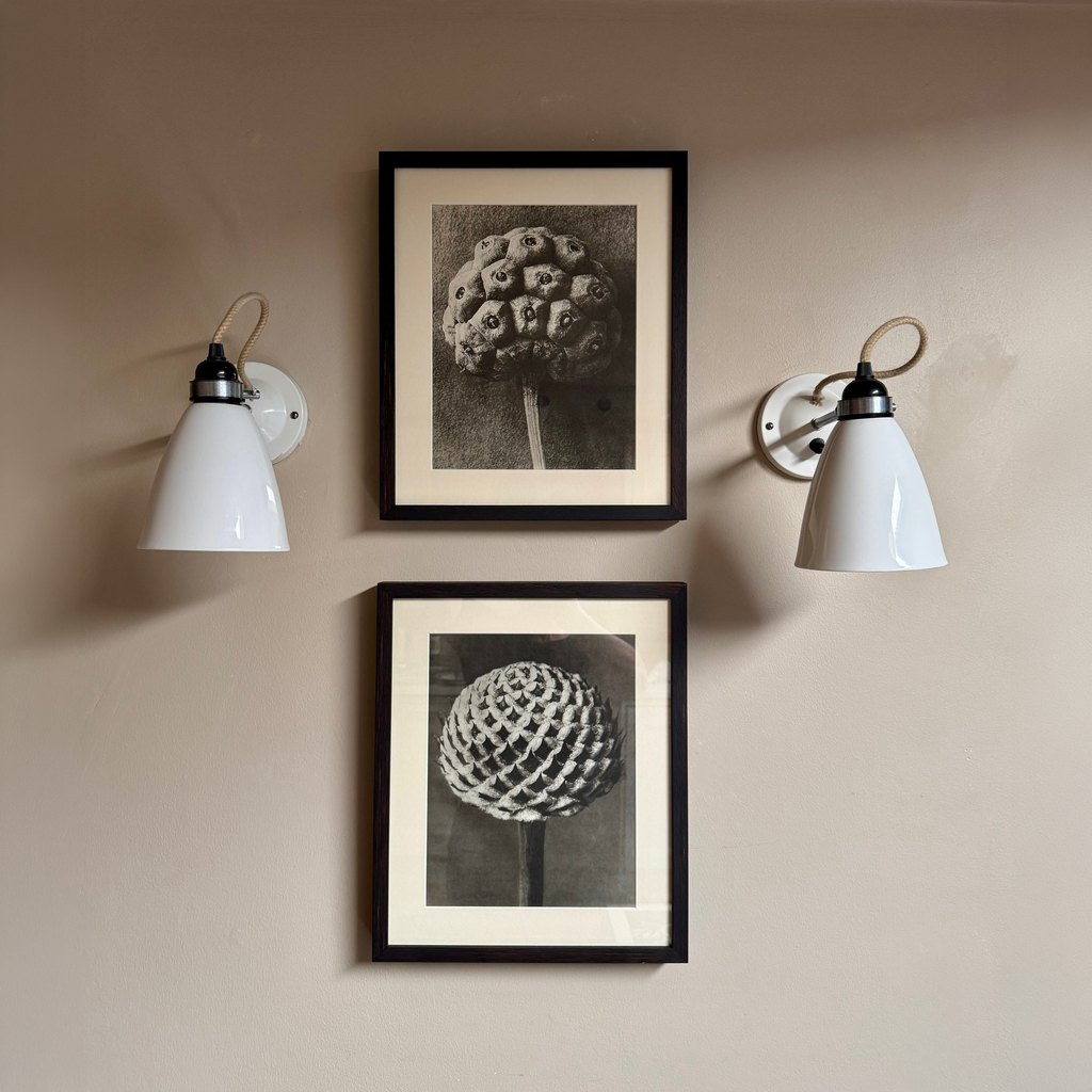 Karl Blossfeldt: Dogwood Photogravure