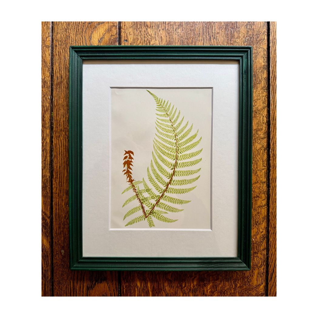 BOTANICAL FERNS