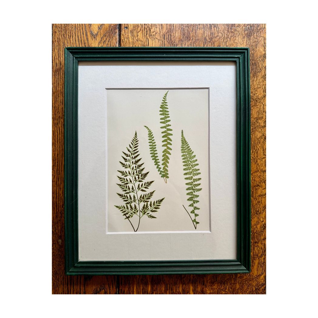 BOTANICAL FERNS