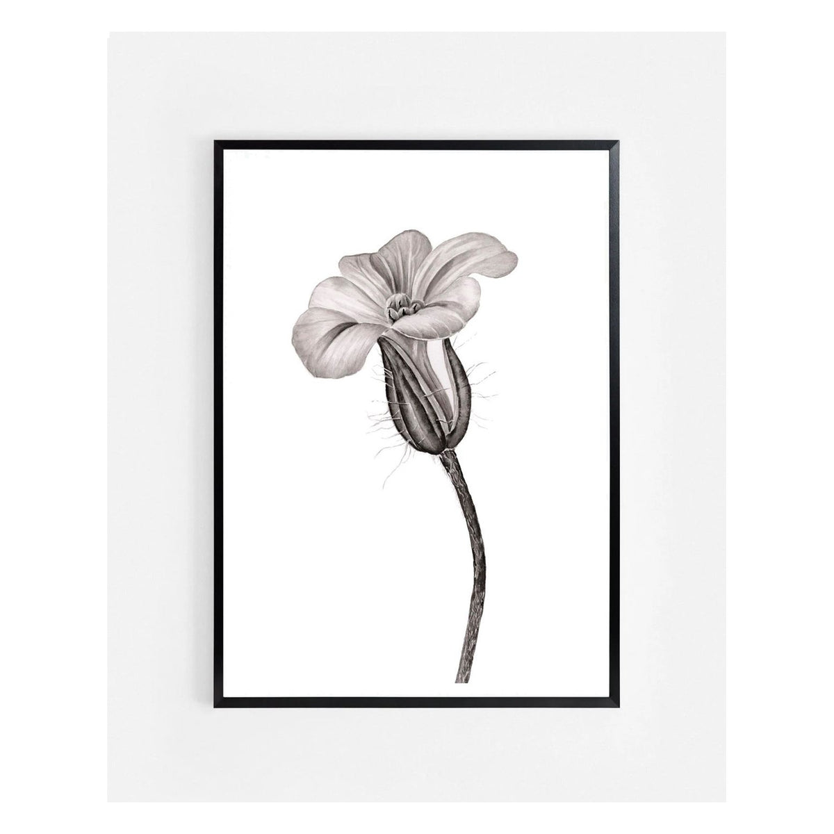Herb Robert Botanical Ink Illustration