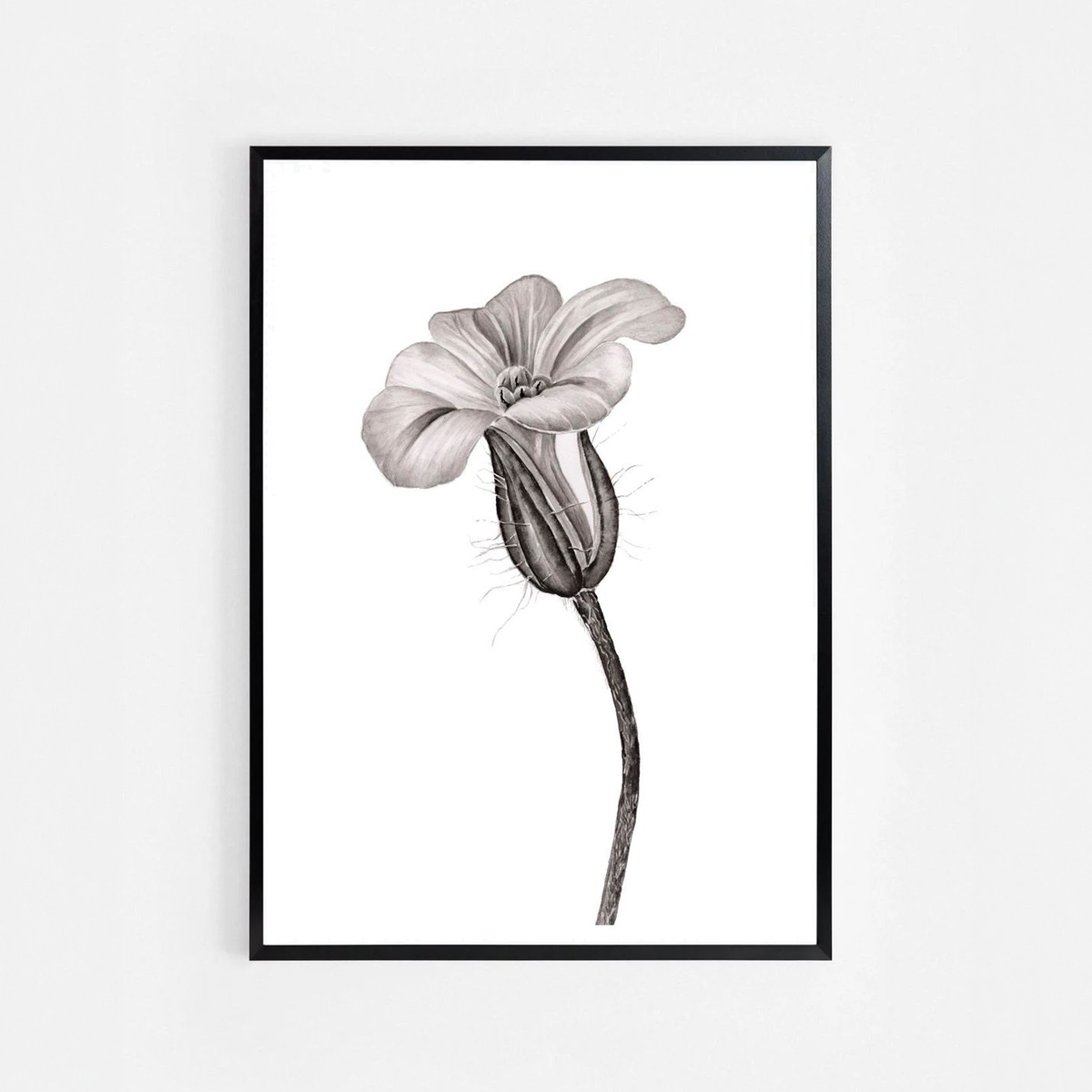 Herb Robert Botanical Ink Illustration