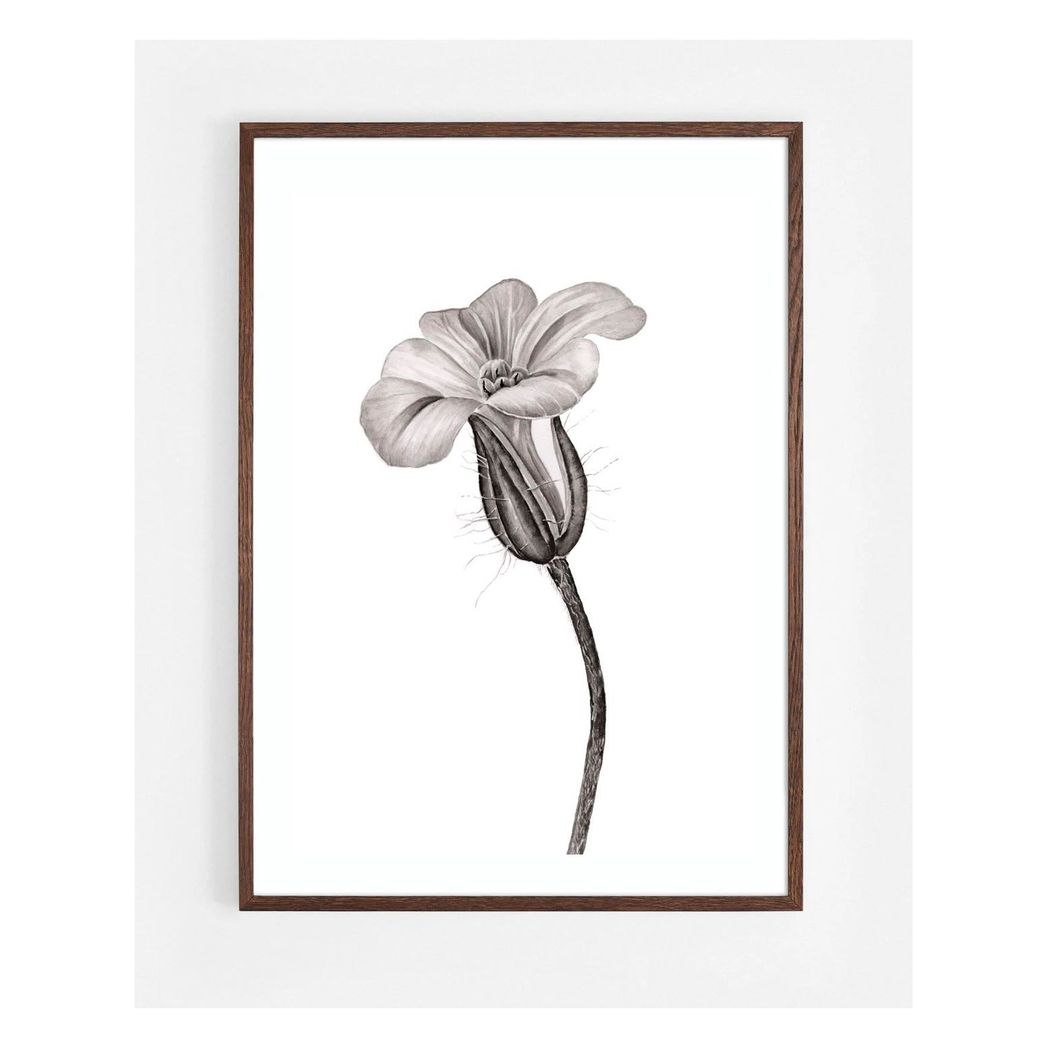 Herb Robert Botanical Ink Illustration