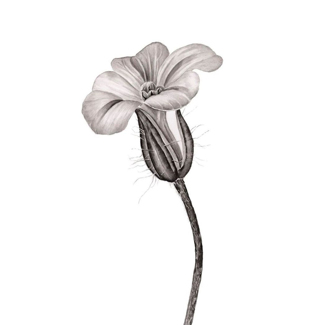 Herb Robert Botanical Ink Illustration