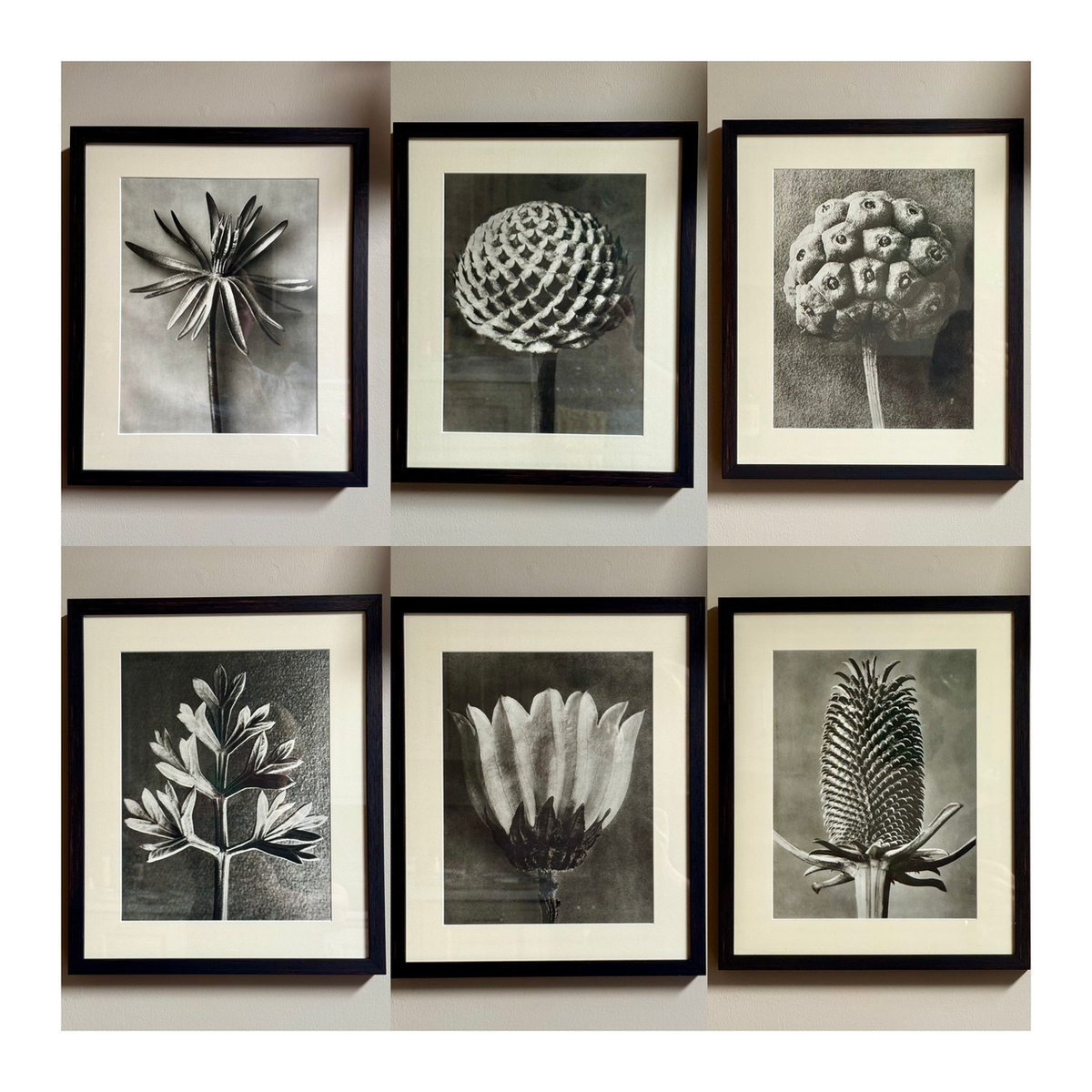 KARL BLOSSFELDT: DOGWOOD