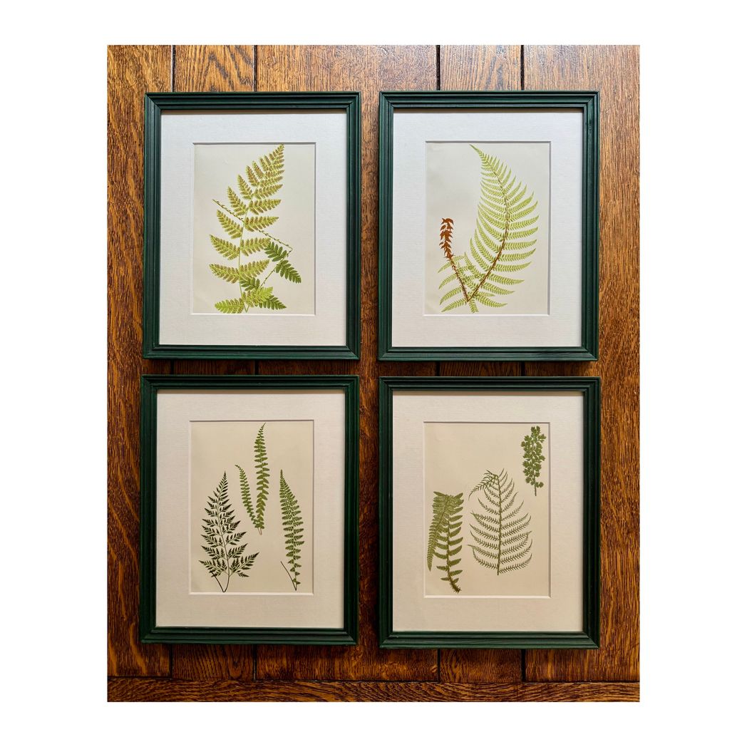 BOTANICAL FERNS