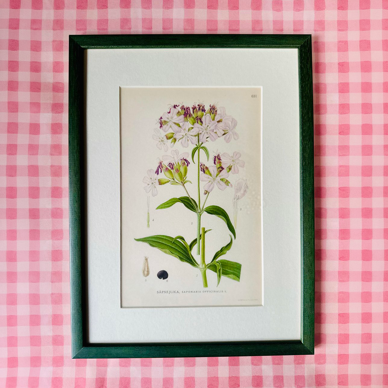 Mix of Vintage Botanical Prints in Pink