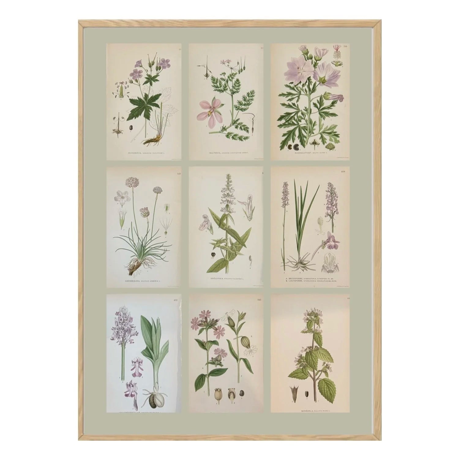 SET OF NINE BOTANICALS
