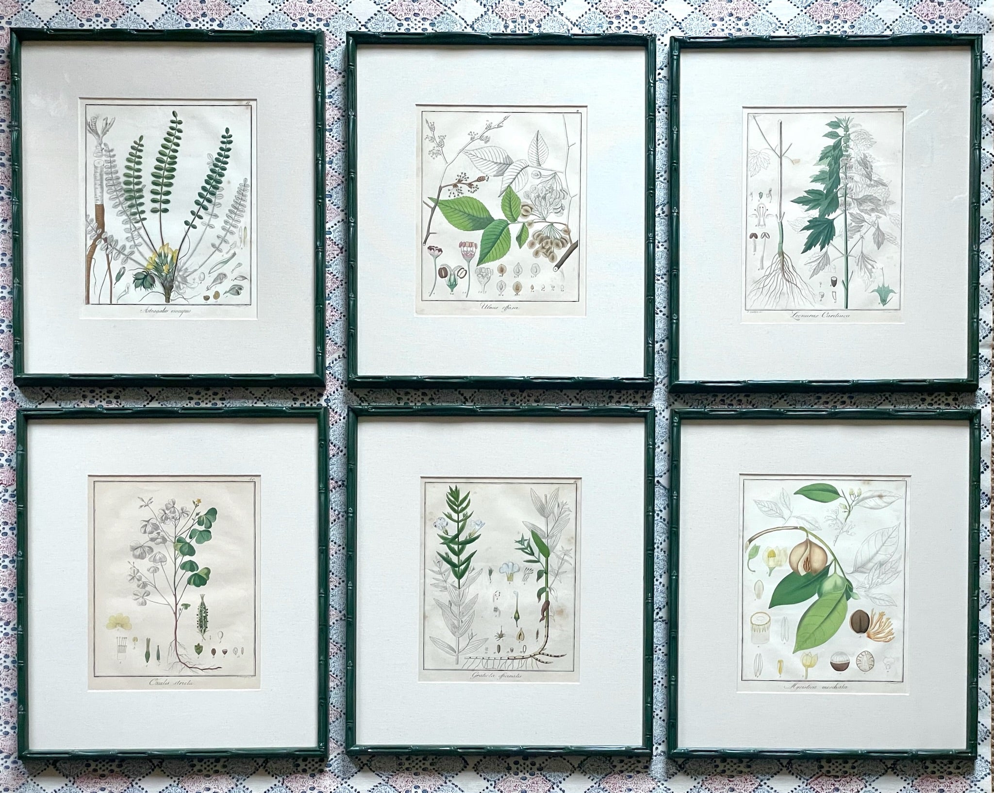 Green 1853 Hand Coloured Botanical Prints Guimpel