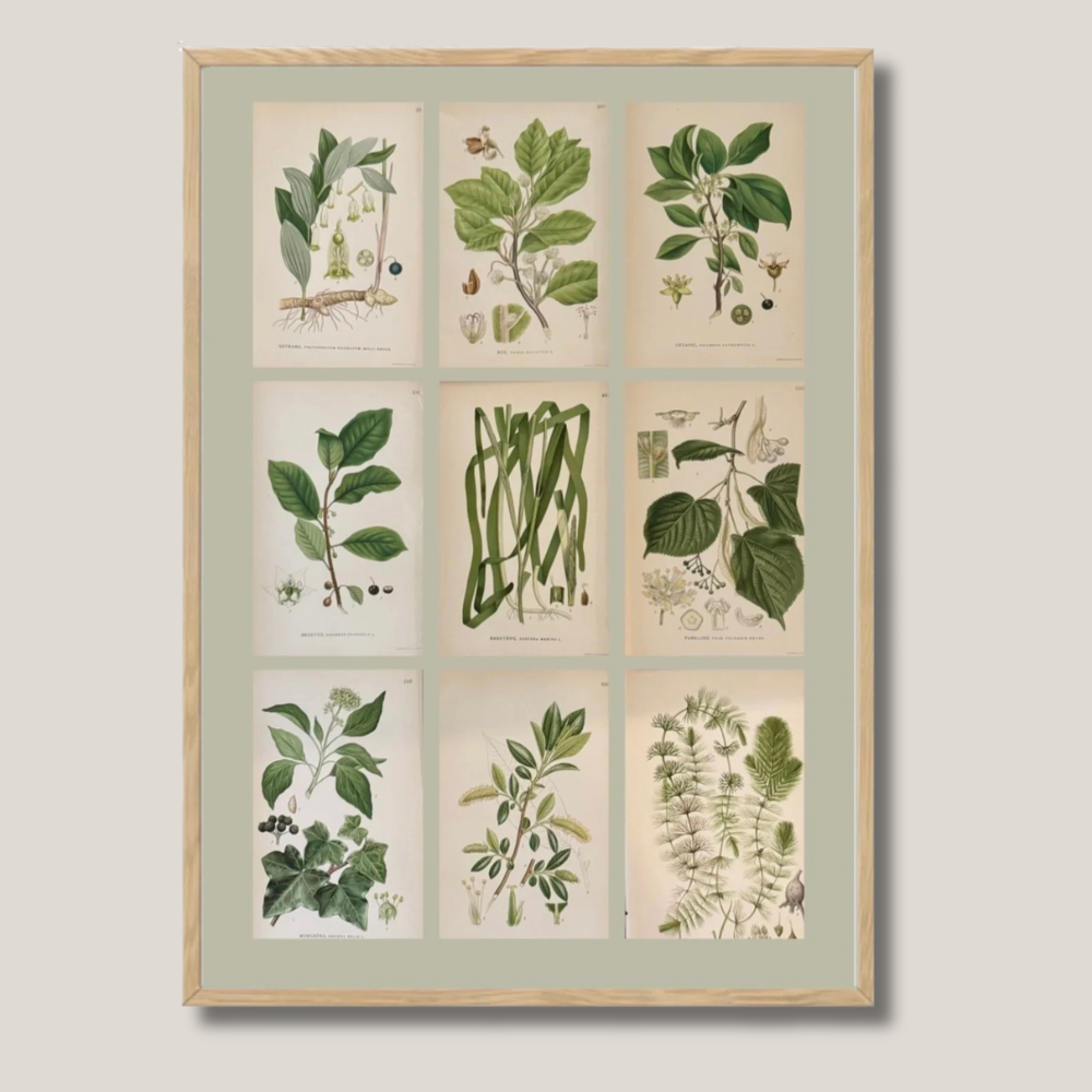 Framed Set of Nine Botanicals