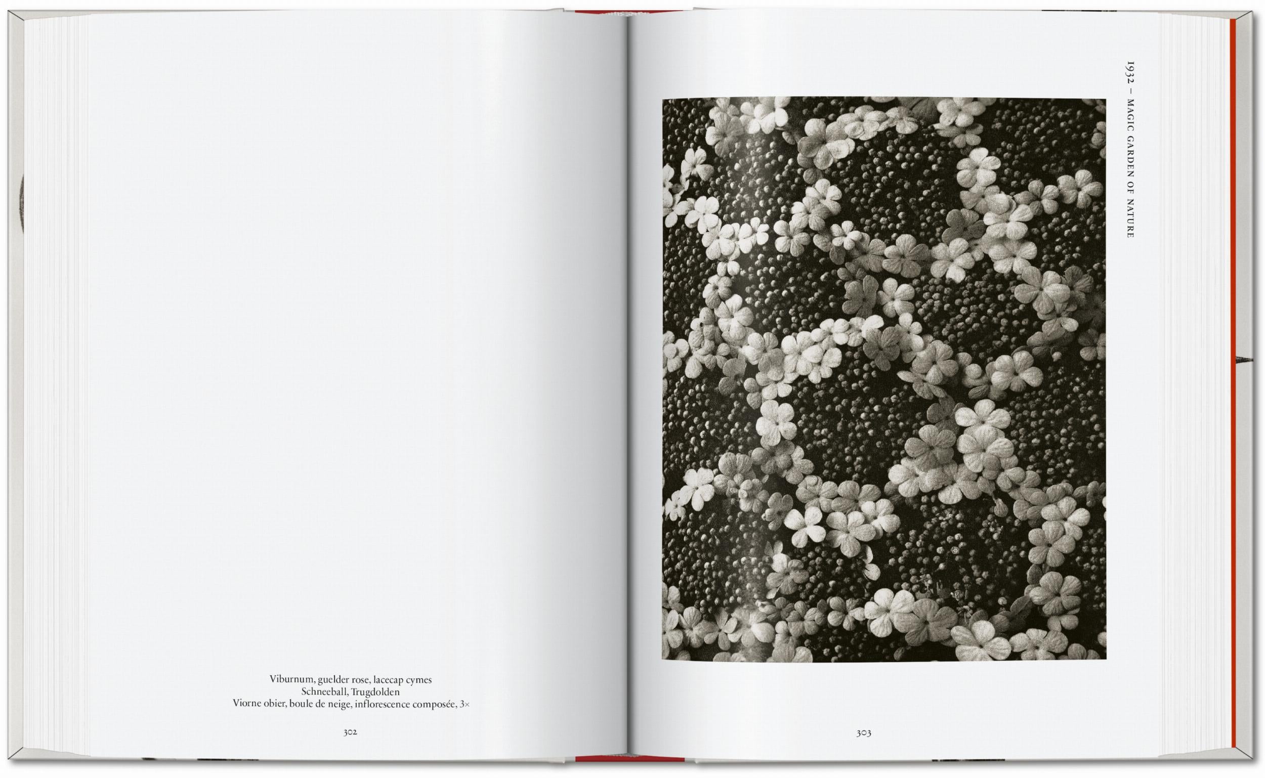 Karl Blossfeldt. The Complete Published Work. 45th Ed. (German, French, English)
