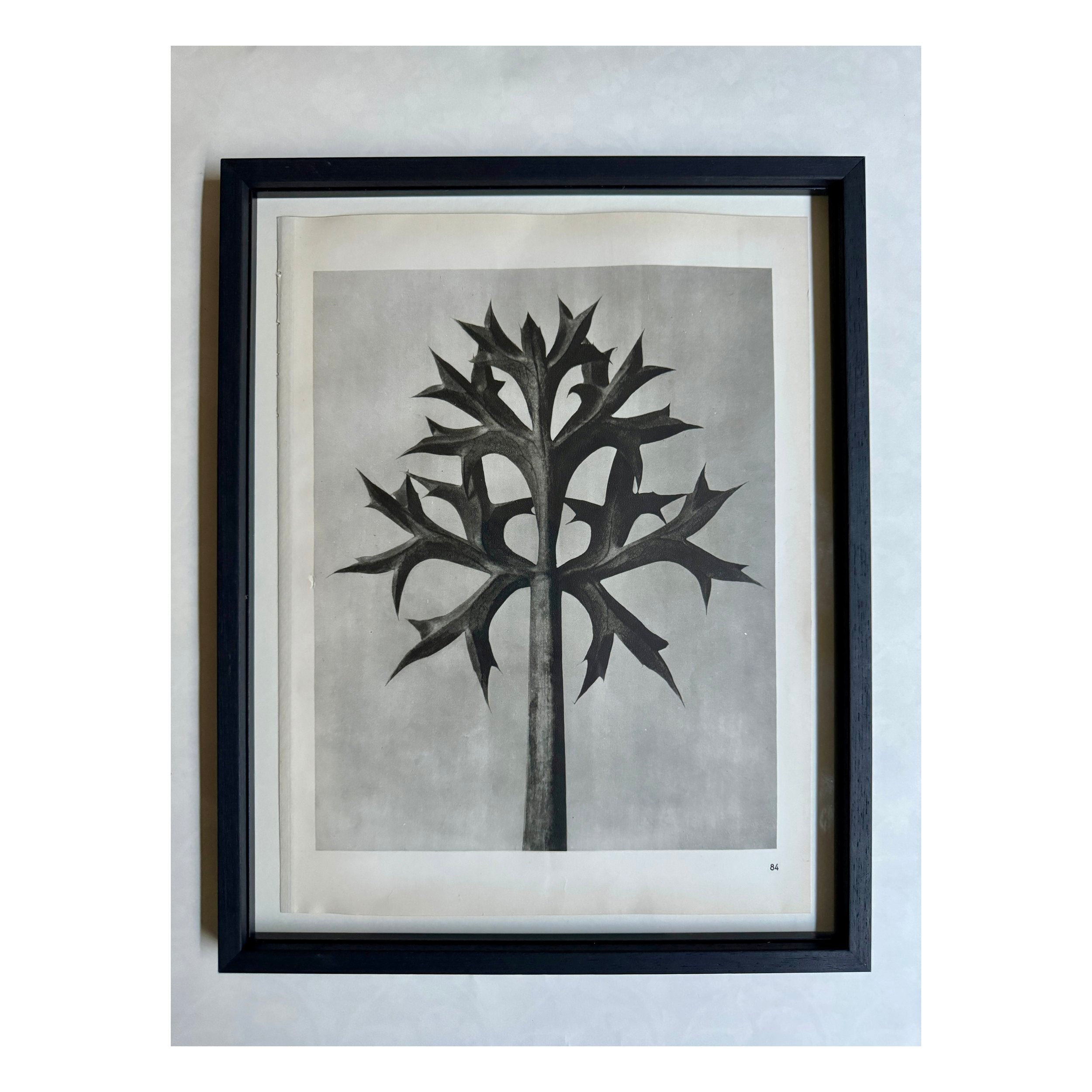 KARL BLOSSFELDT: ERYNGO