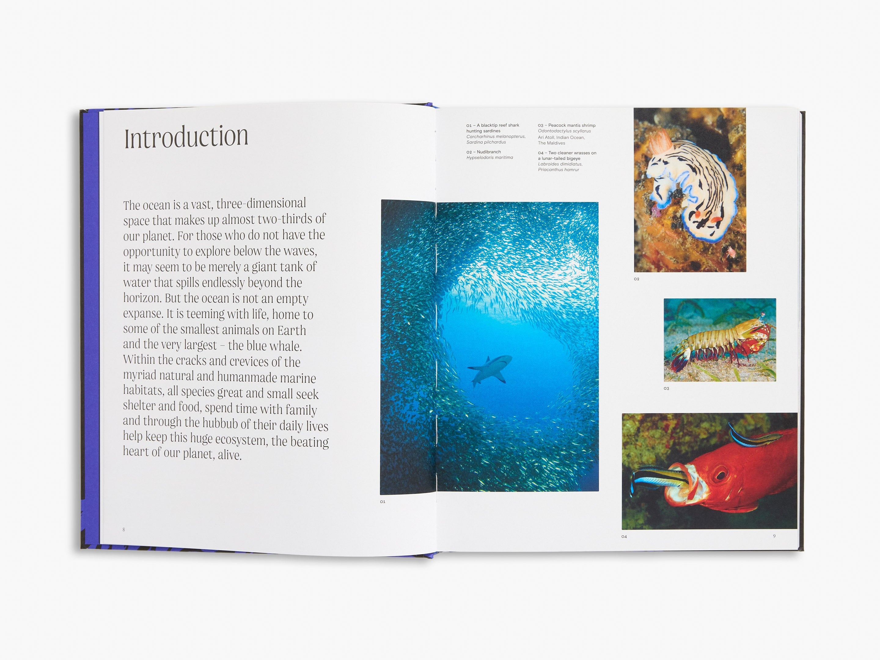 Bright Blue Coffee Table Books