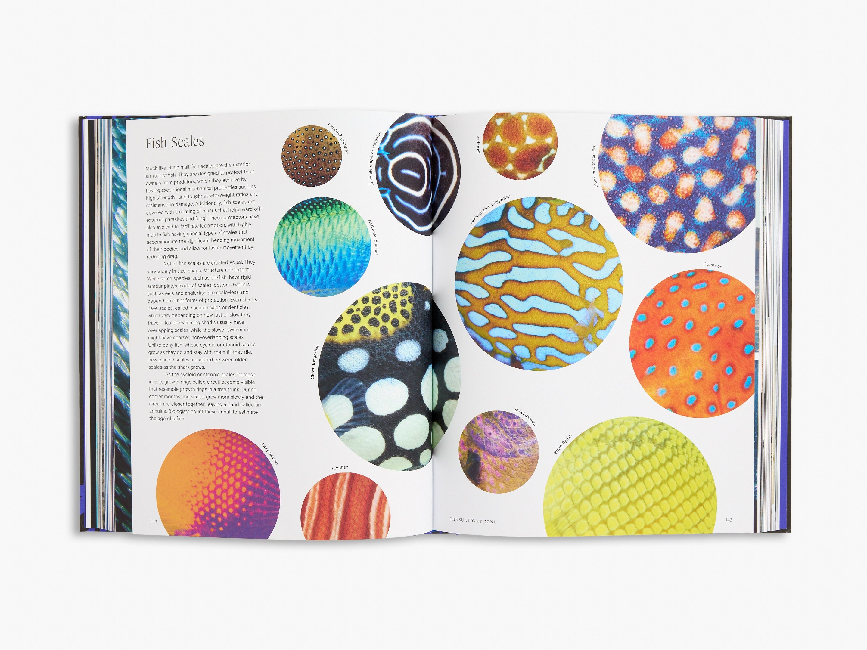 Bright Blue Coffee Table Books