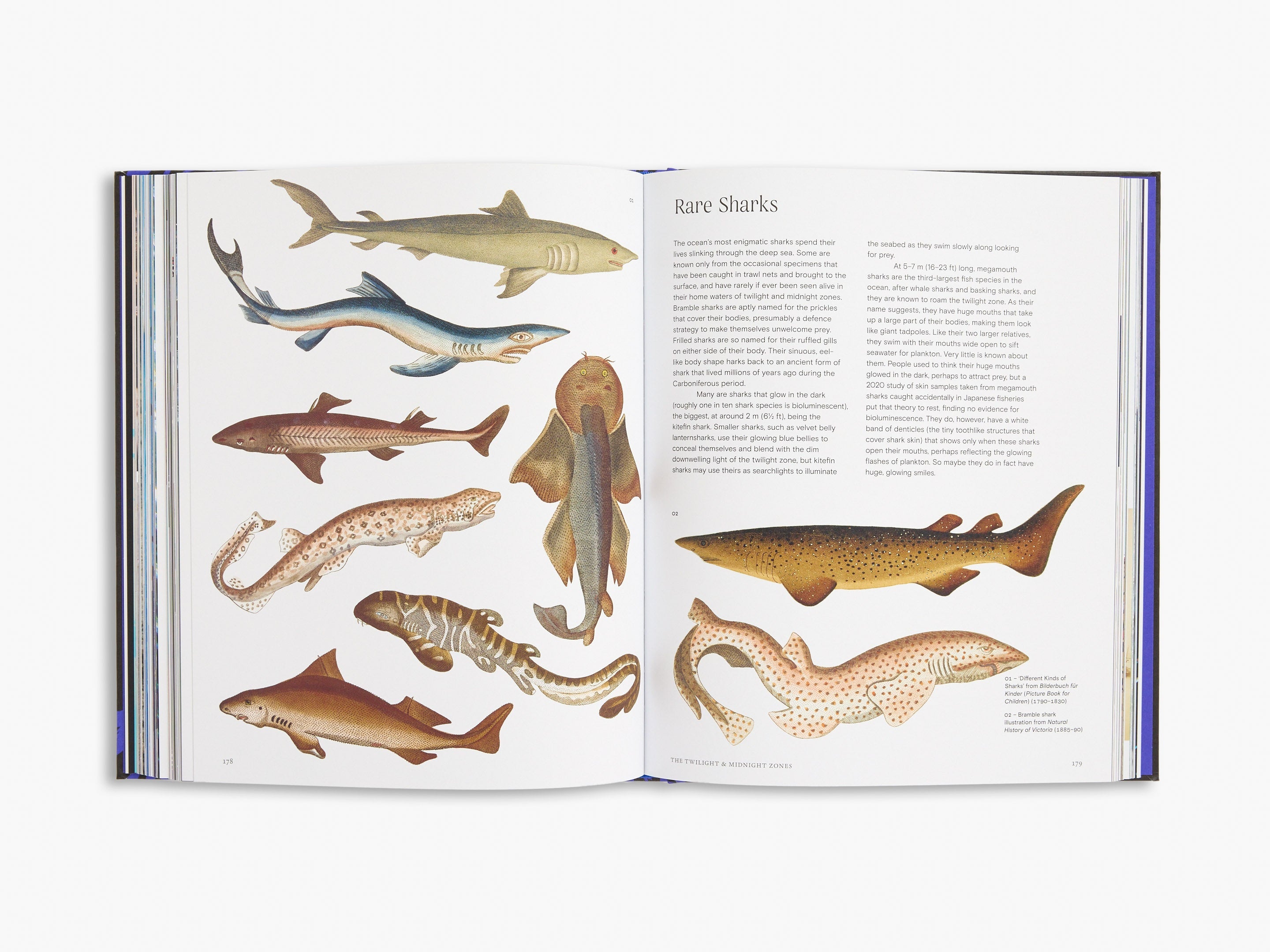 Bright Blue Coffee Table Books
