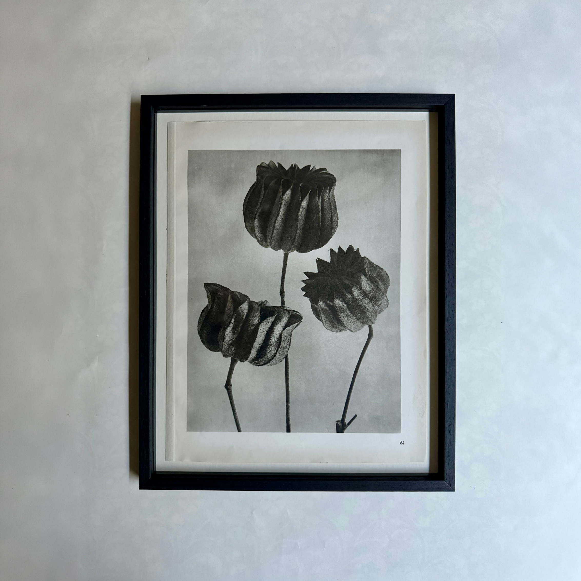 Mallow Photogravure by Karl Blossfeldt