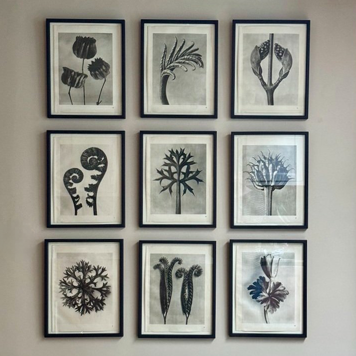 Eryngo Photogravure by Karl Blossfeldt