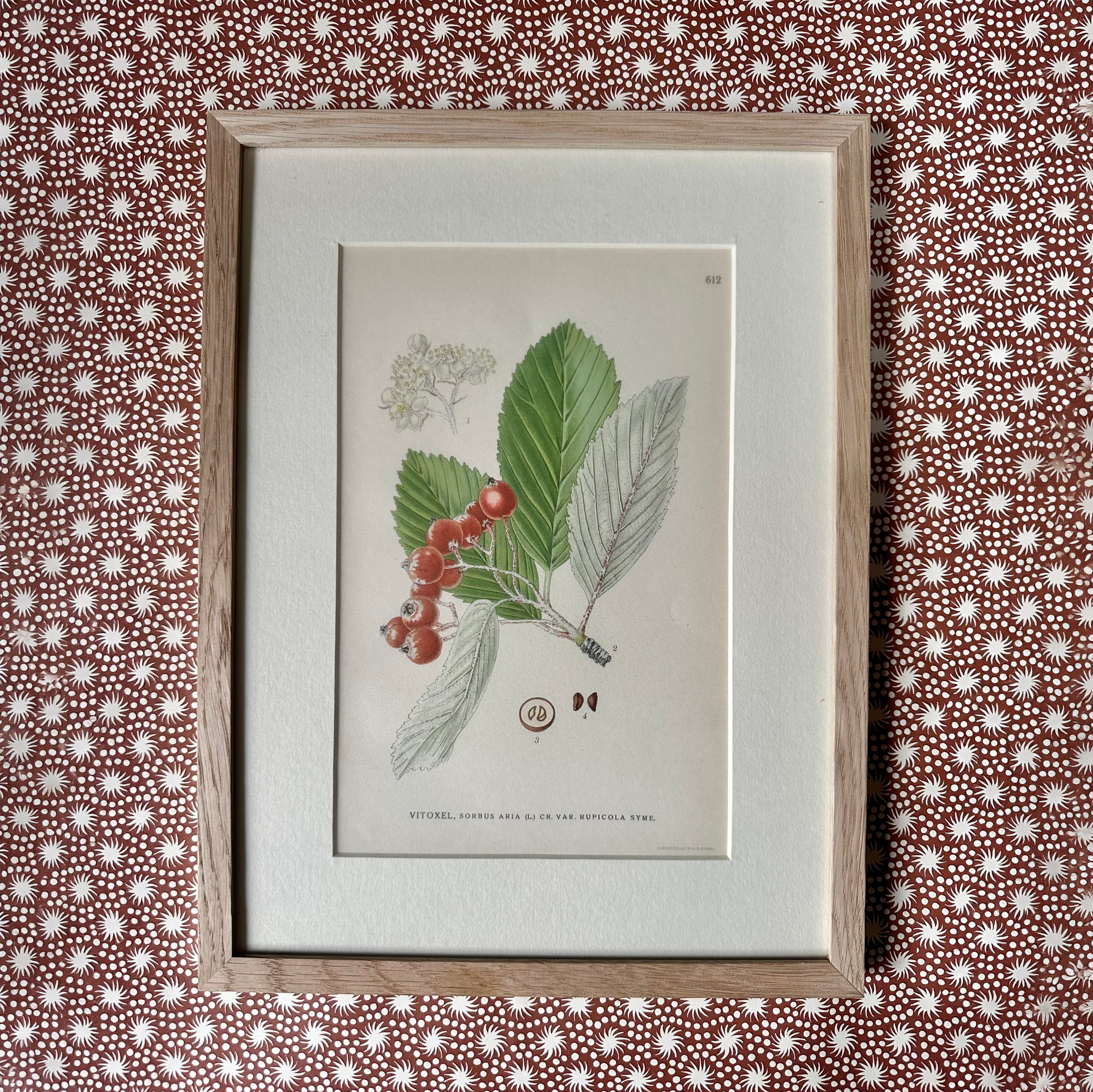 Mix of Vintage Botanical Prints in Green & Red
