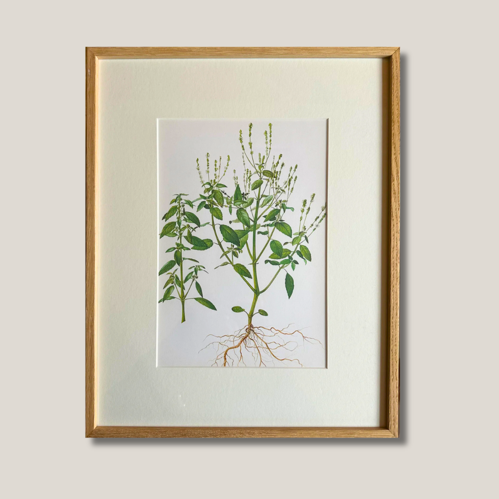 French Botanical Illustration, 1950s