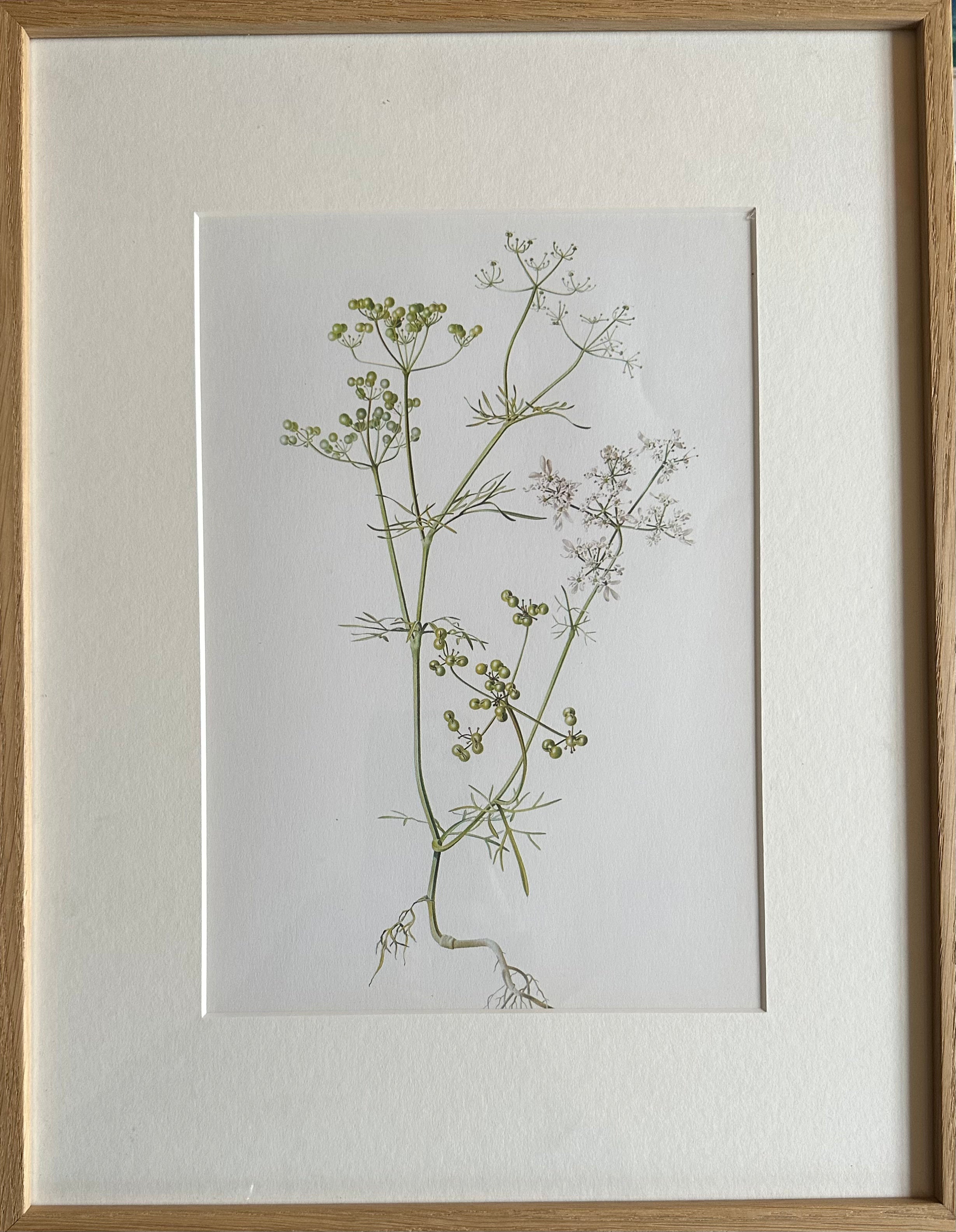 French Botanical Ilustrations