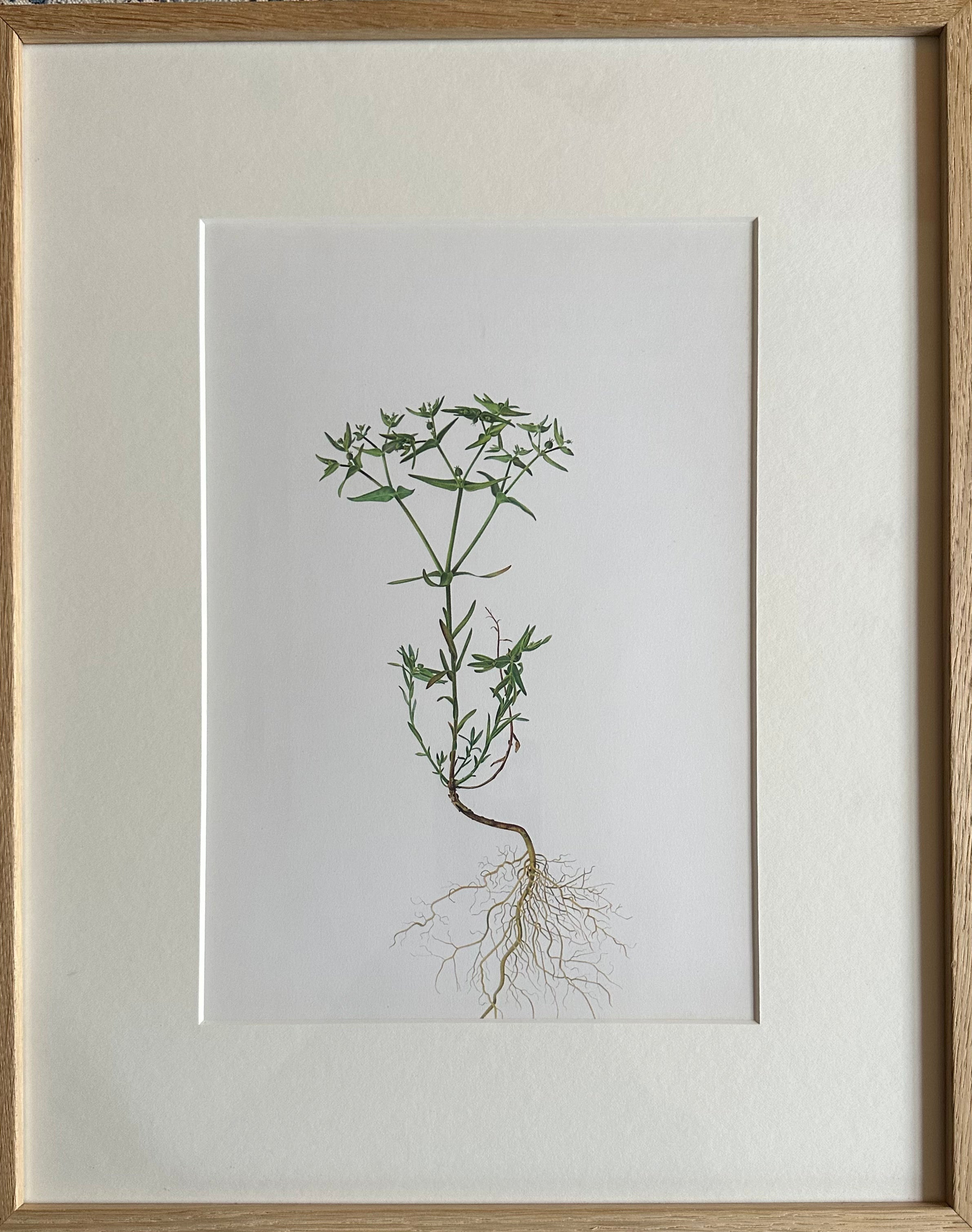 French Botanical Ilustrations