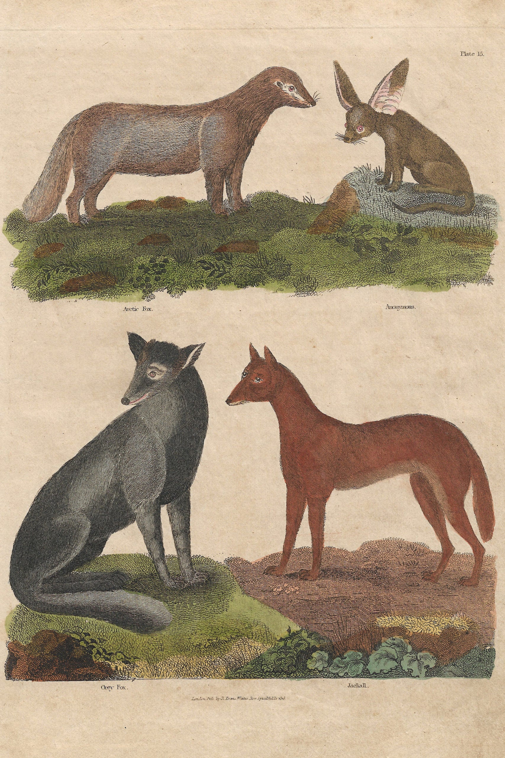 Buffon No.15 Igneus