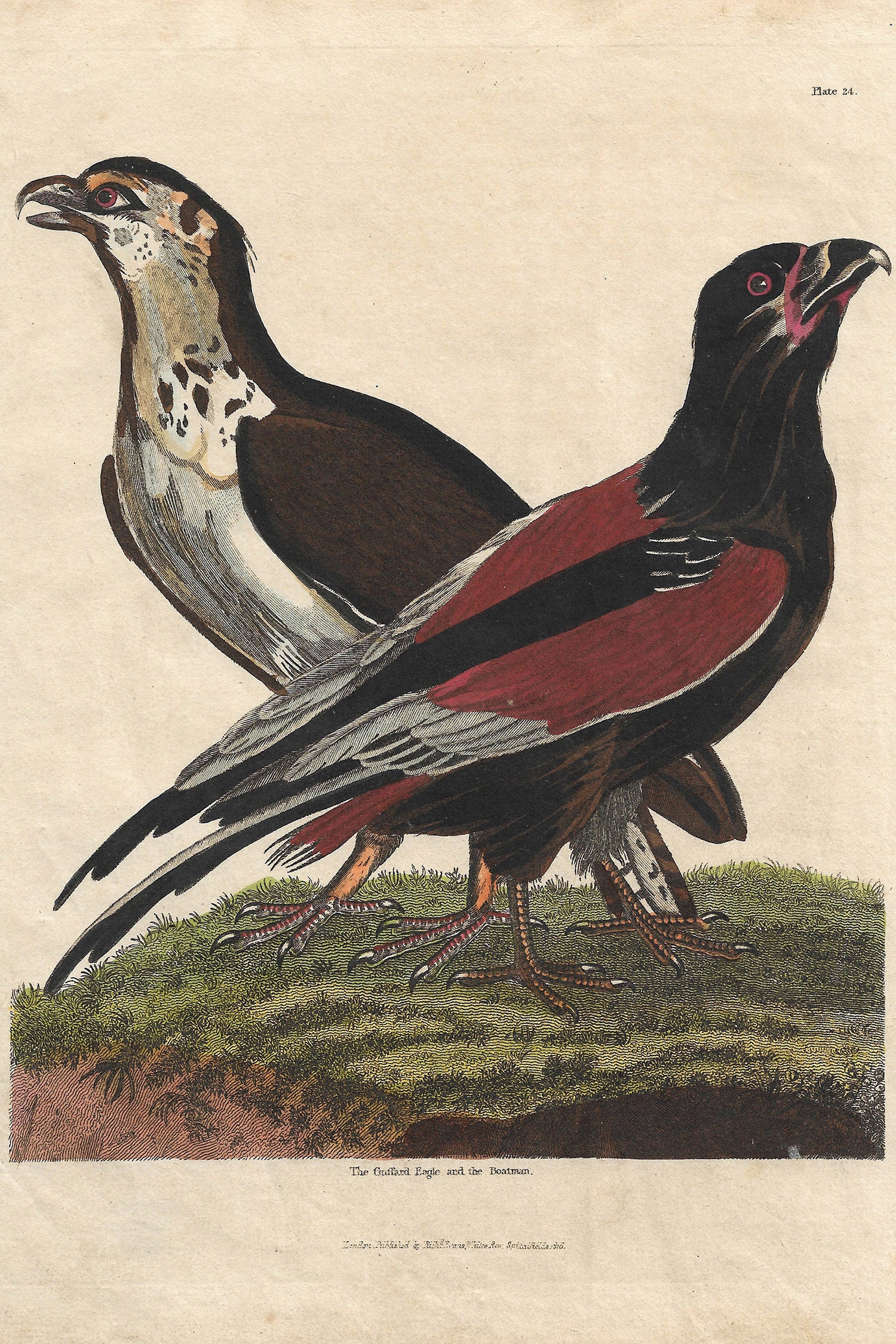 Buffon No.24 Igneus