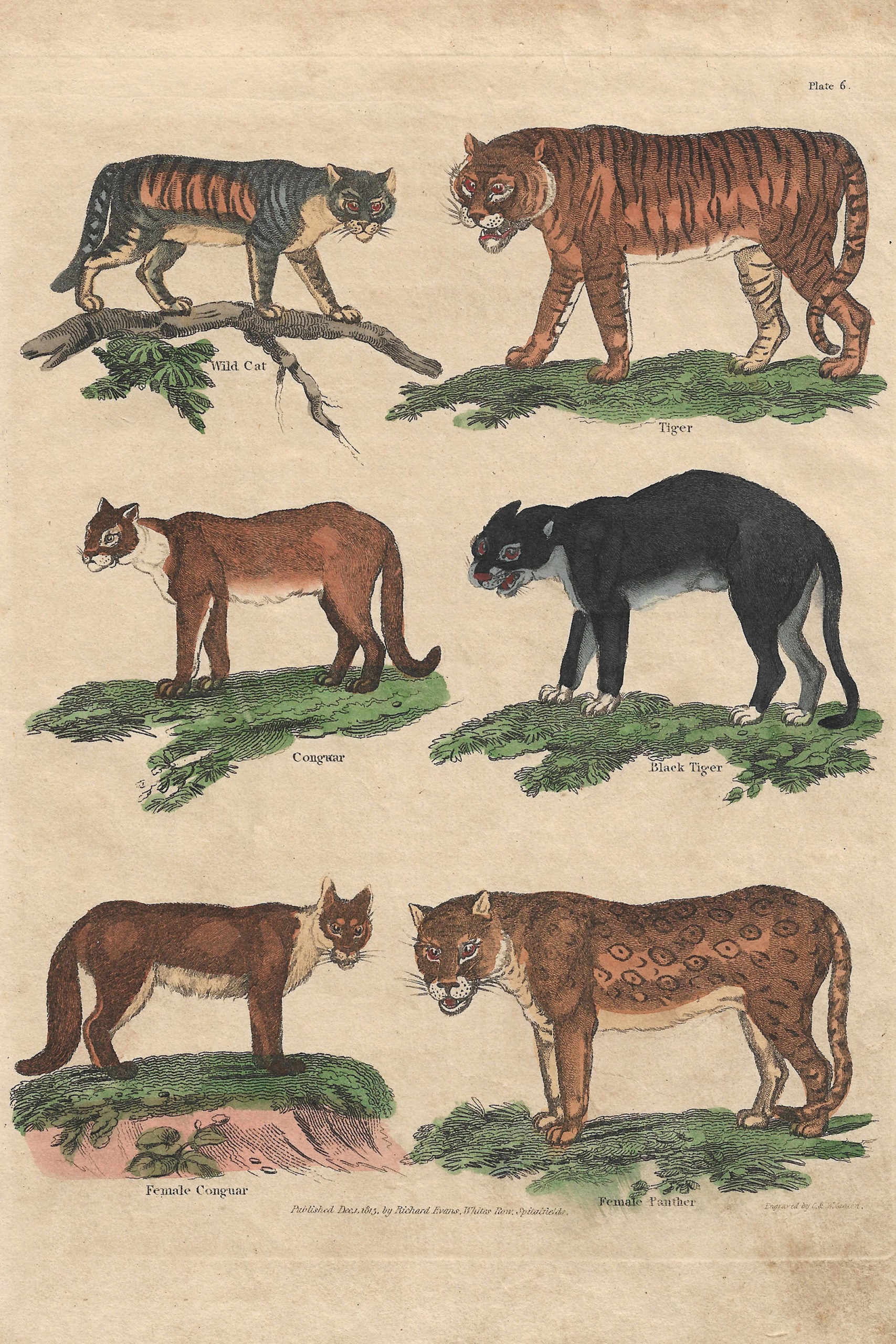 Buffon No.6 Igneus