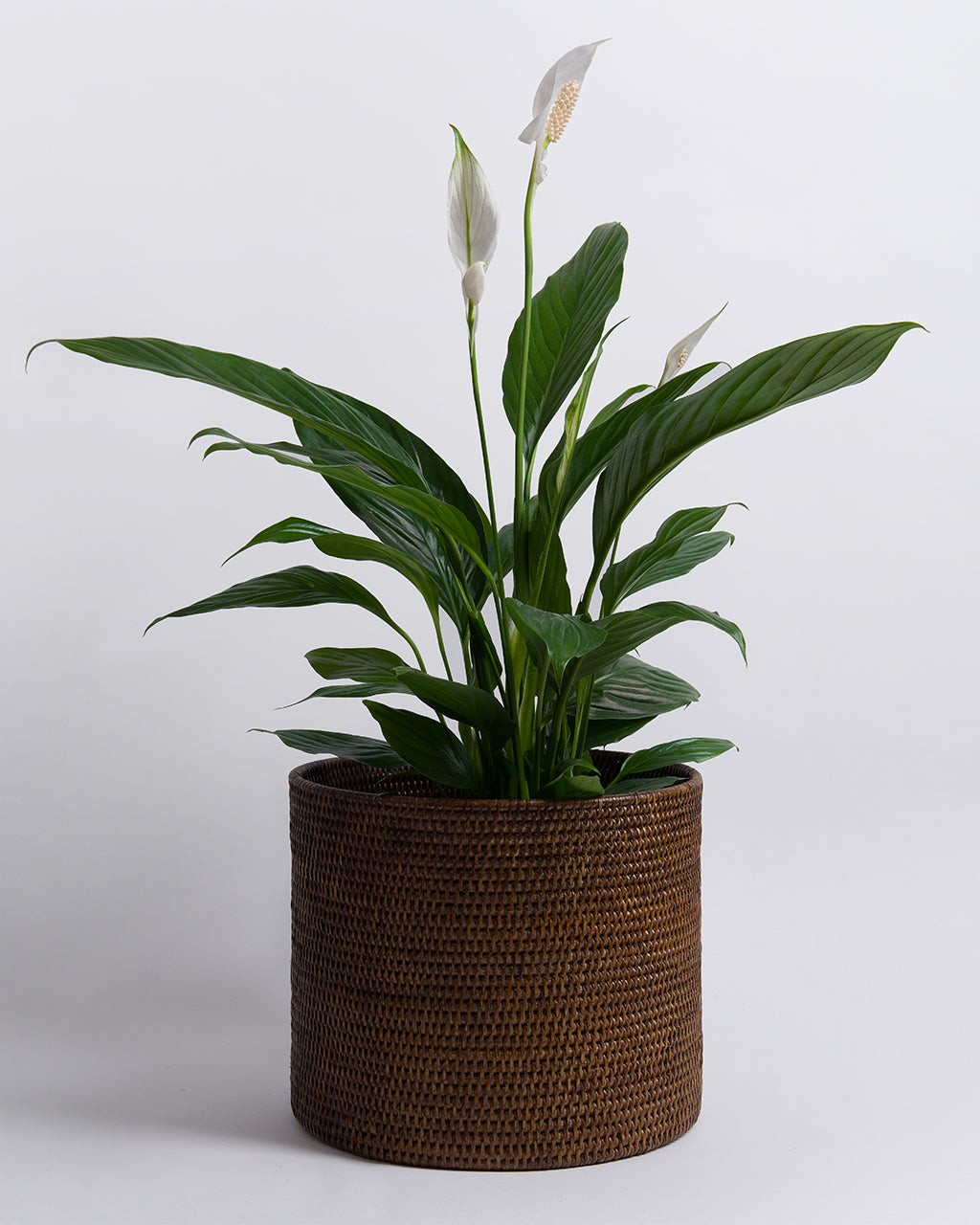 Rangoon Rattan Planter