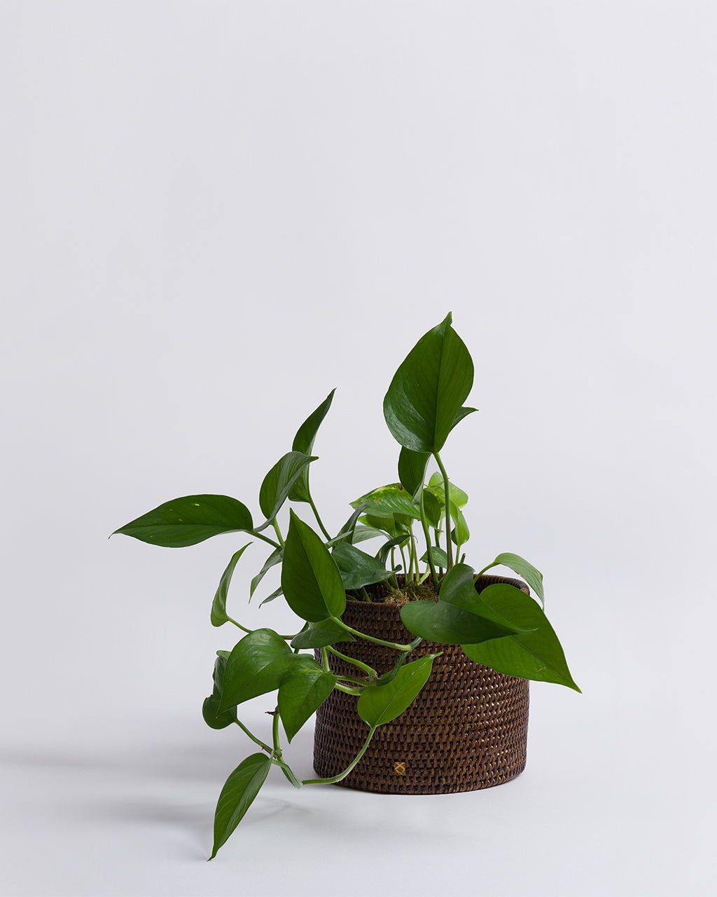 Rangoon Rattan Planter