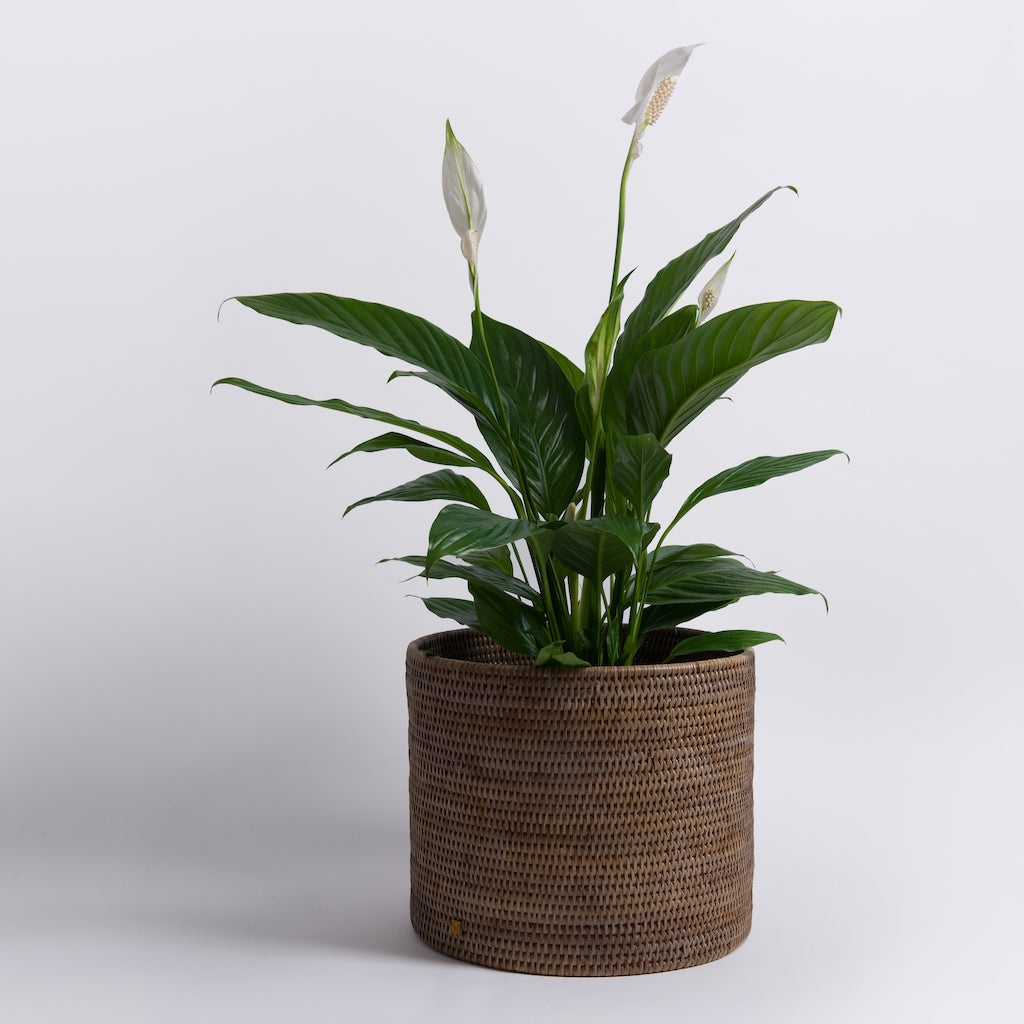 Rangoon Rattan Planter