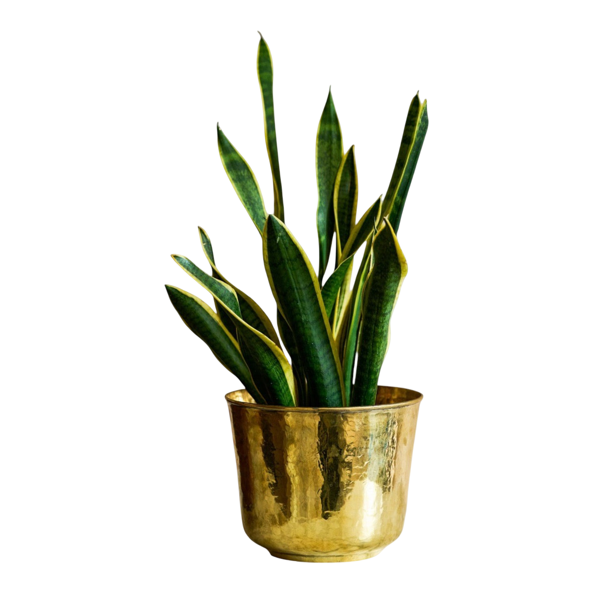 Golden Trumpet Brass Planter